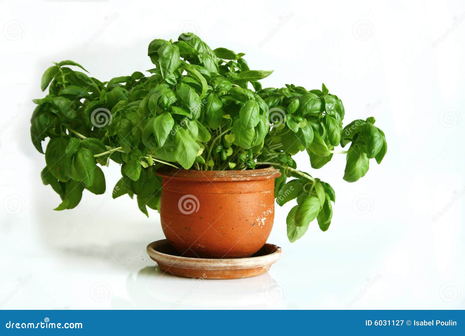 Basil Plant in Terra Cotta Pot Stock Image Image of fresh, basil 6031127