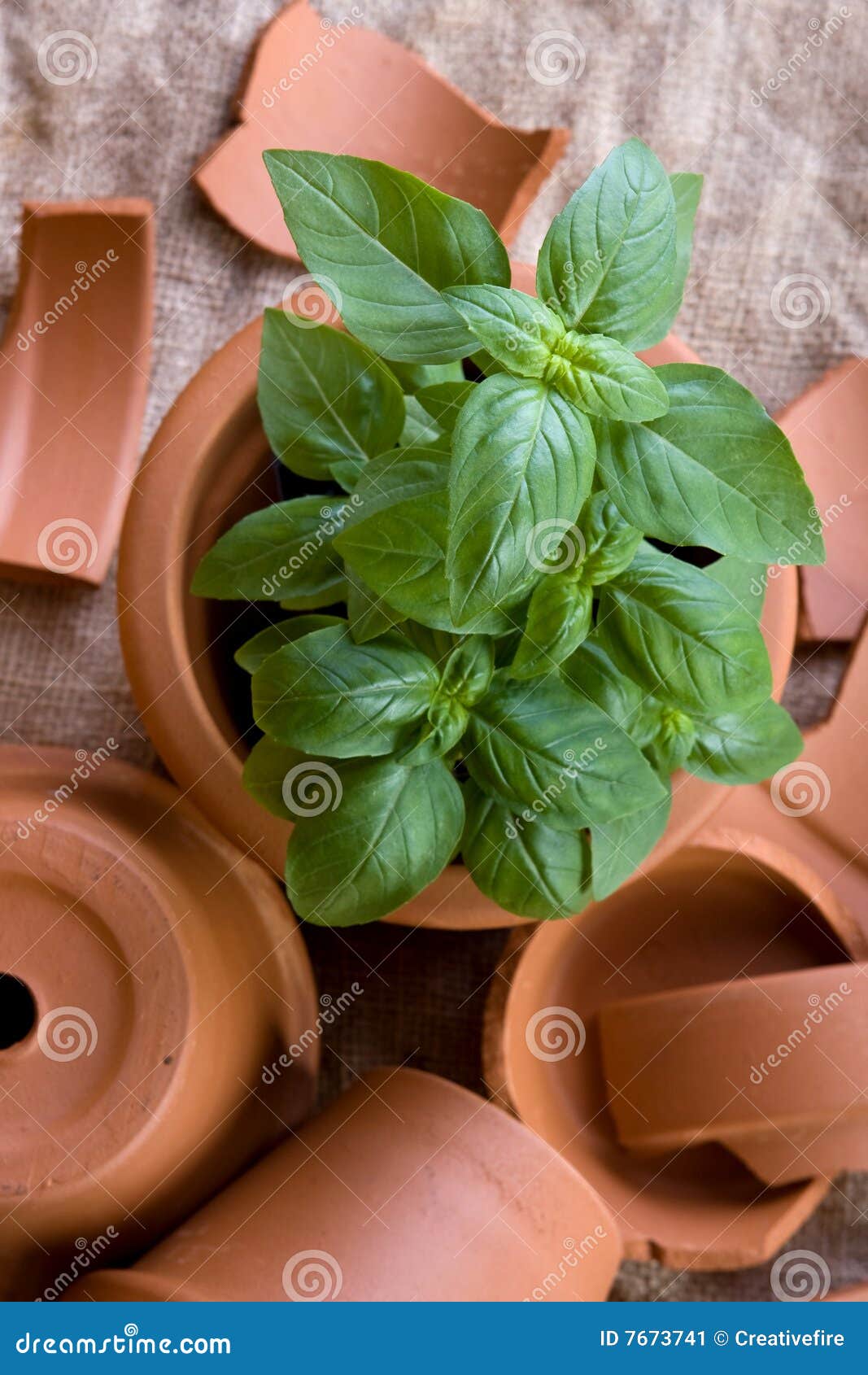 Basil Plant in Terracotta Pot Stock Image Image of organic, growth