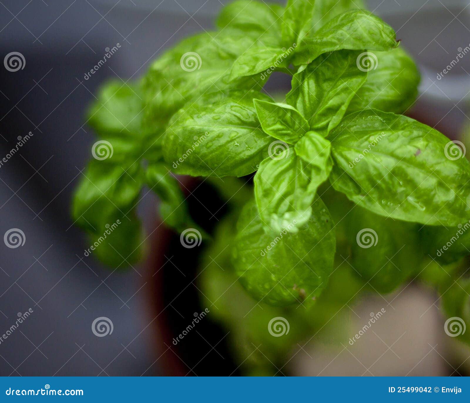 Basil Plant with Water Drops Stock Photo Image of saint, sweet 25499042