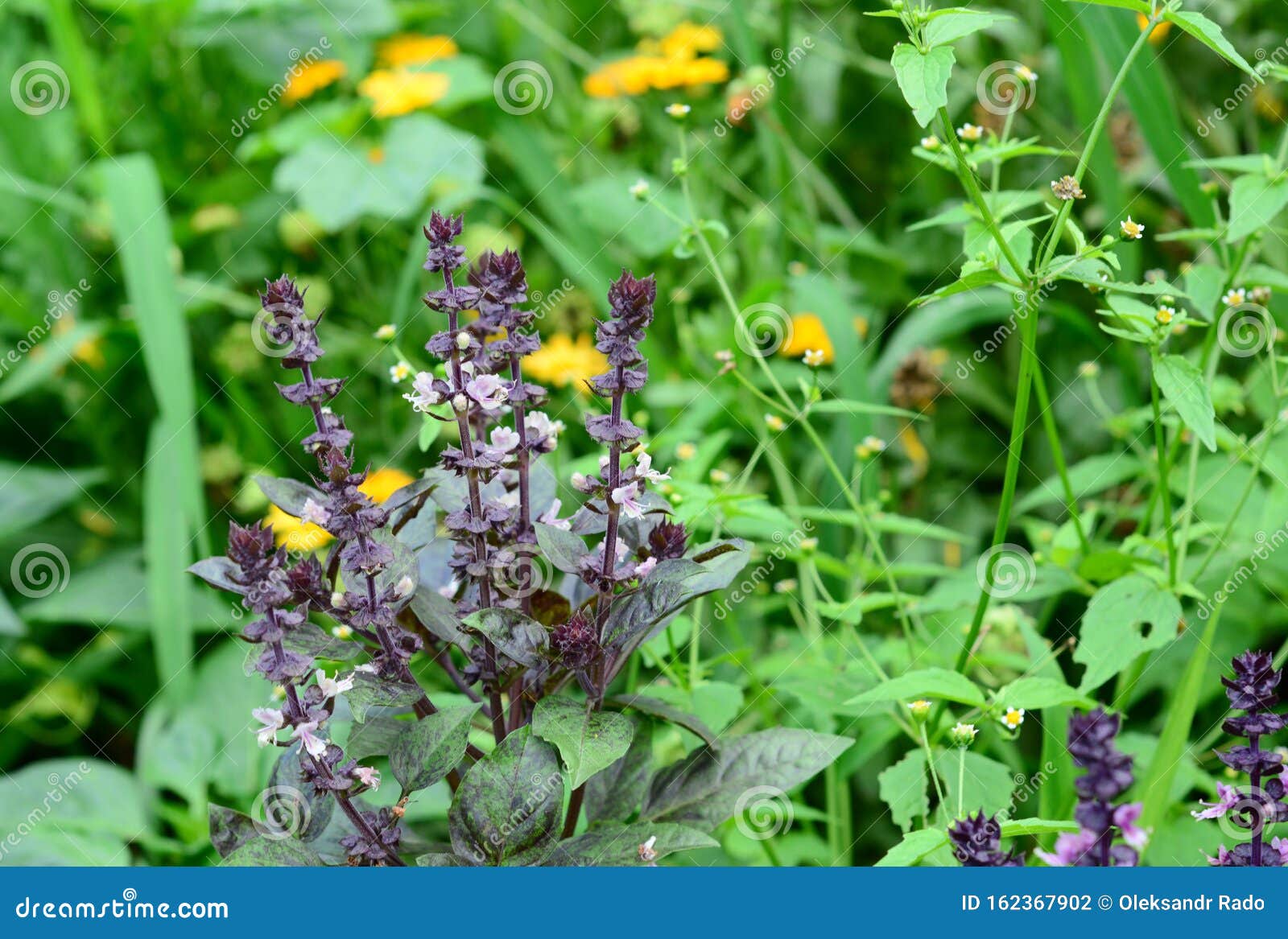 Basil Planting, Growing, and Harvesting Basil Leaves Stock Photo