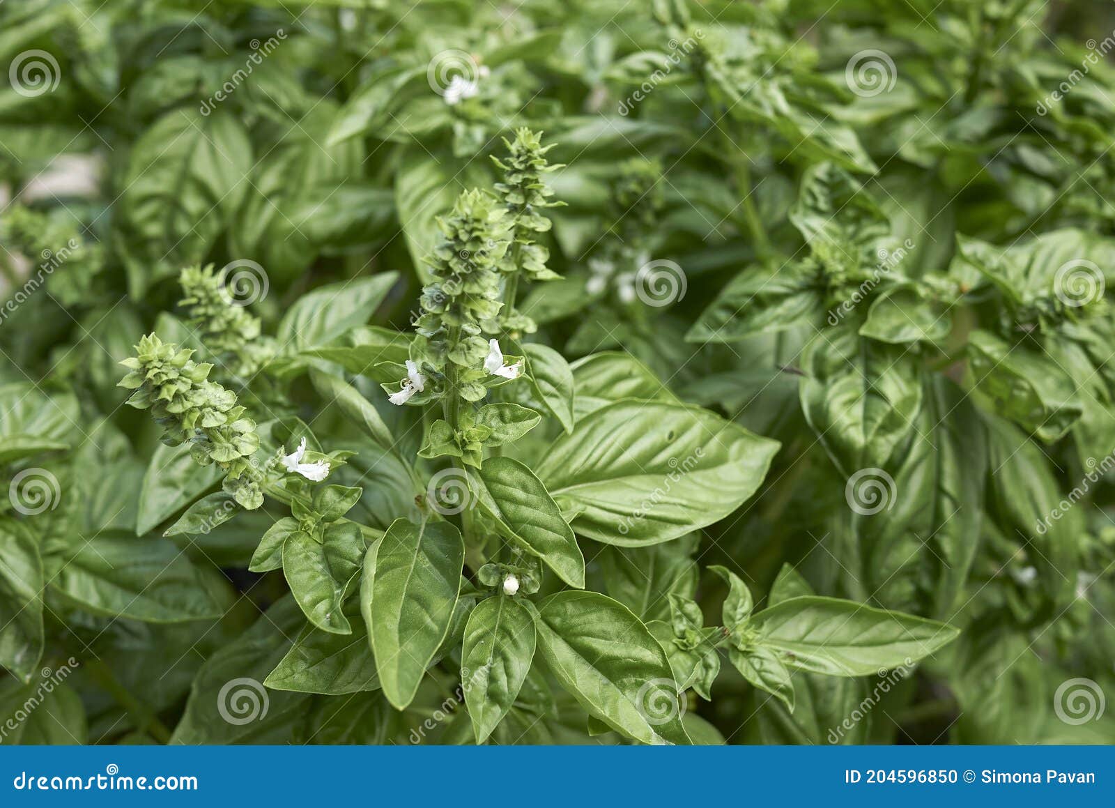 Ocinum Basilica Plants in Bloom Stock Photo Image of italy, great