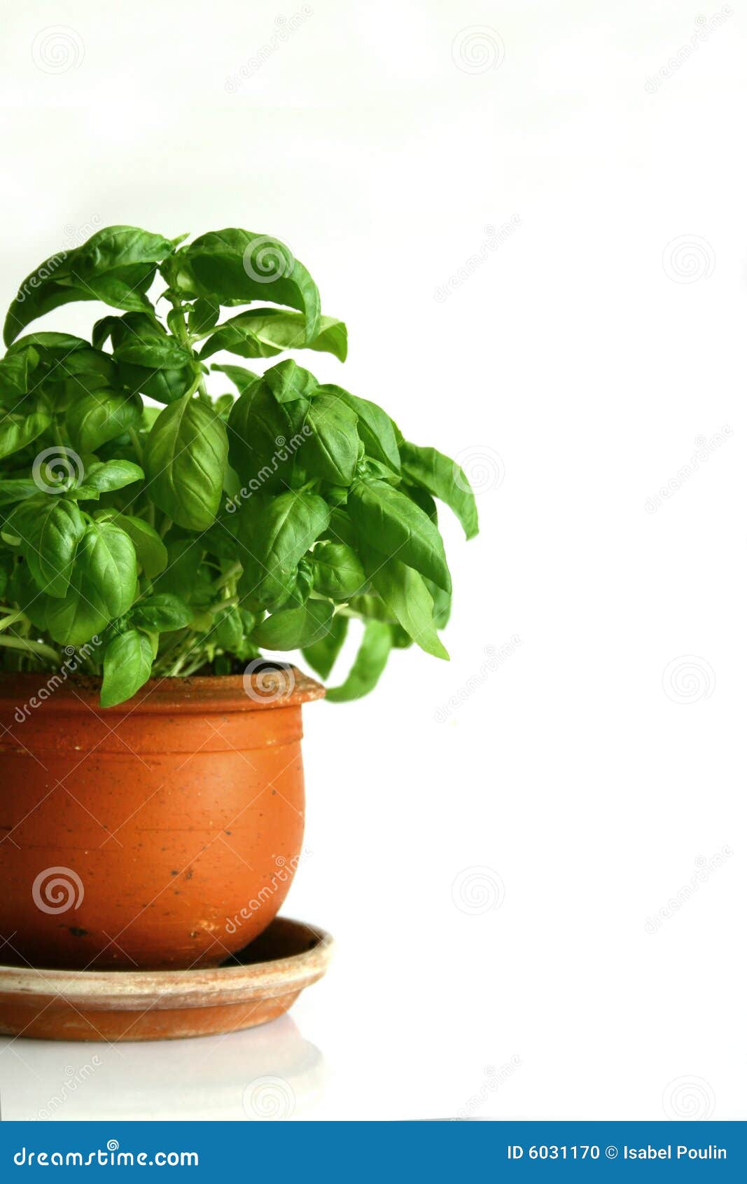 Basil Pot stock photo. Image of green, leaves, still, background 6031170