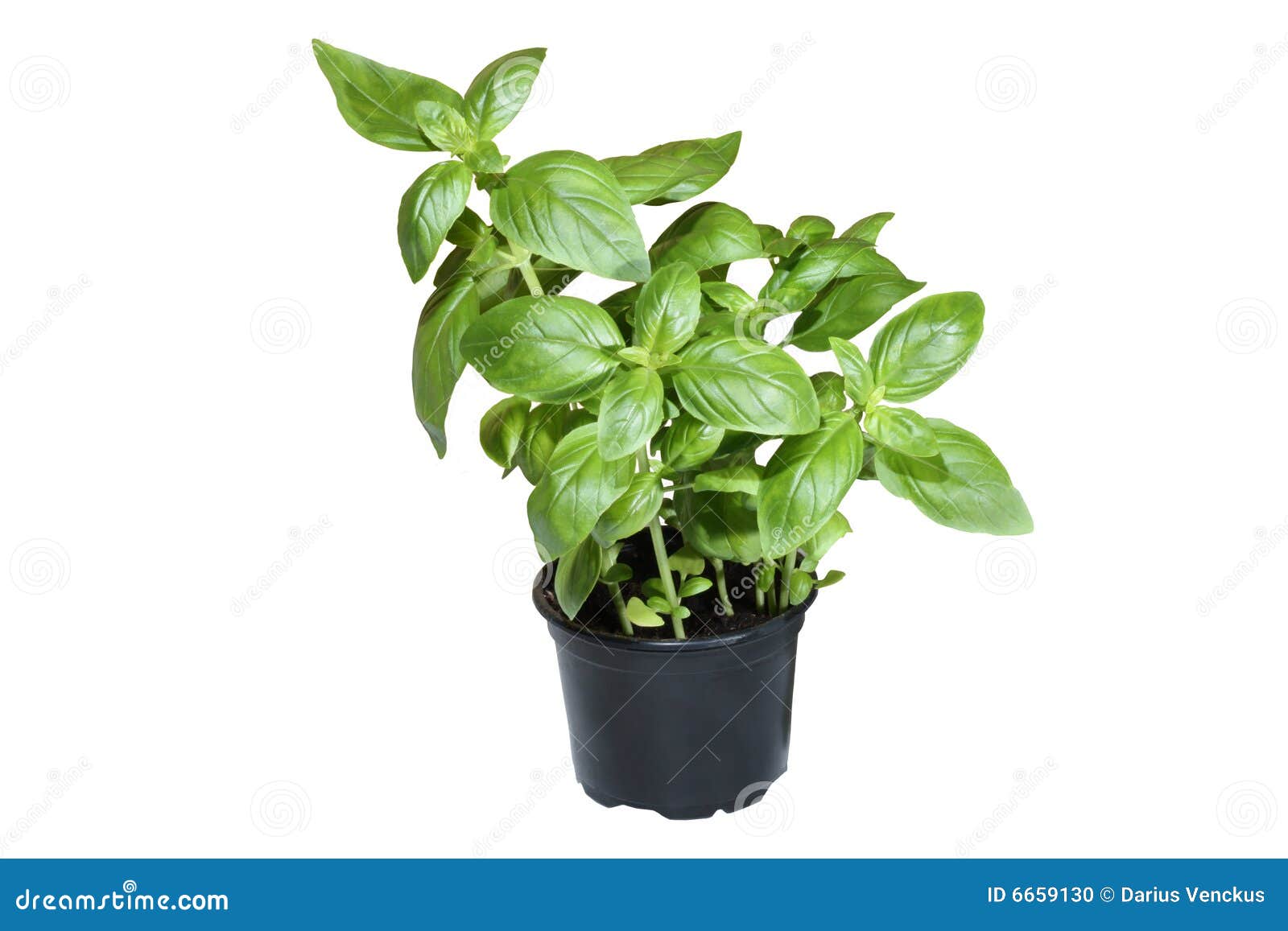 Basil in pot stock photo. Image of lifestyle, leaf, seasoning 6659130