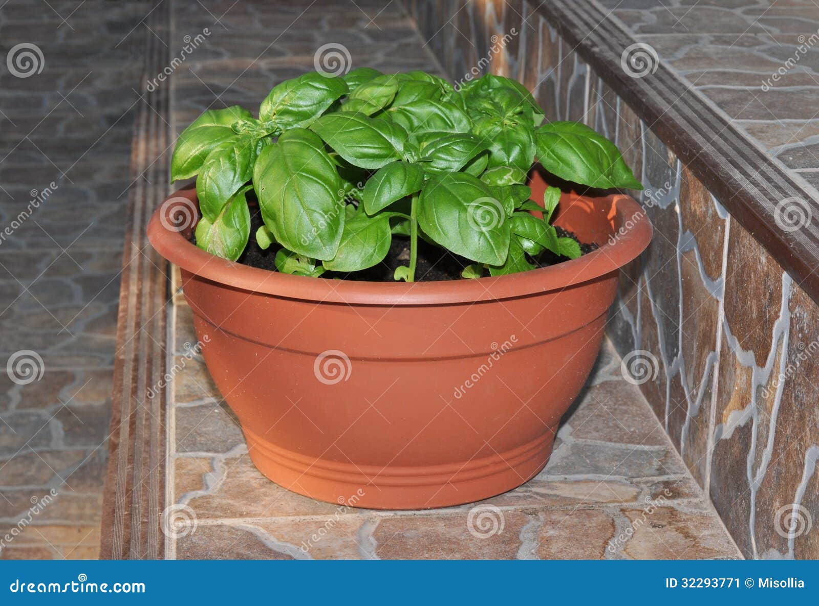 Basil in the pot stock image. Image of grows, vegetable 32293771