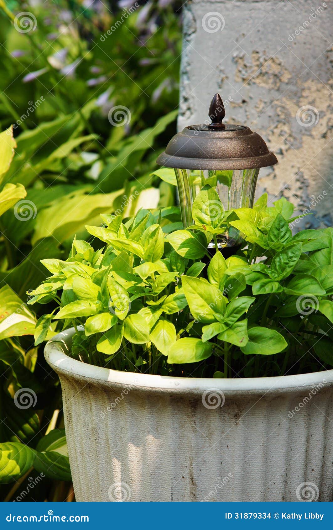 Basil in a Pot stock photo. Image of botanical, herb 31879334