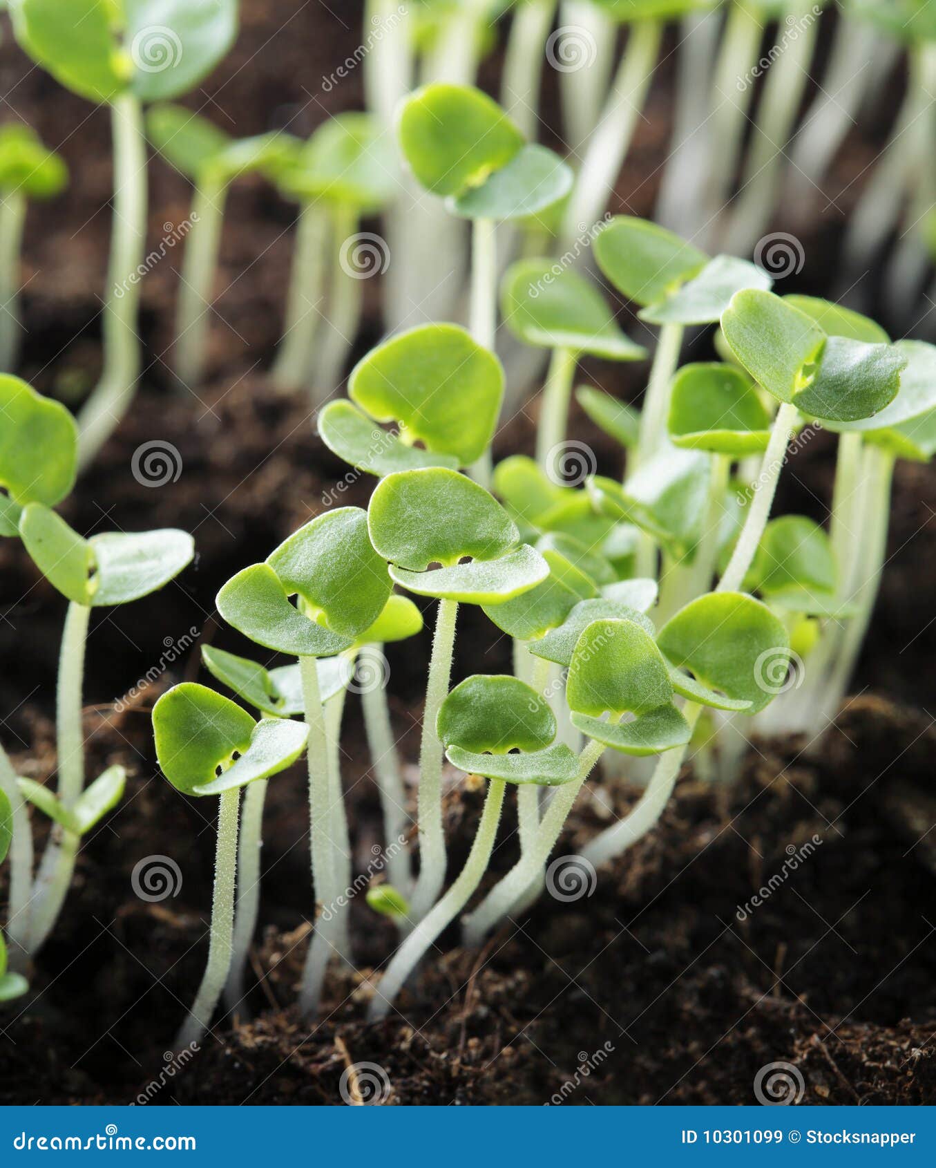 Basil seedlings stock image. Image of plant, basil, growing 10301099