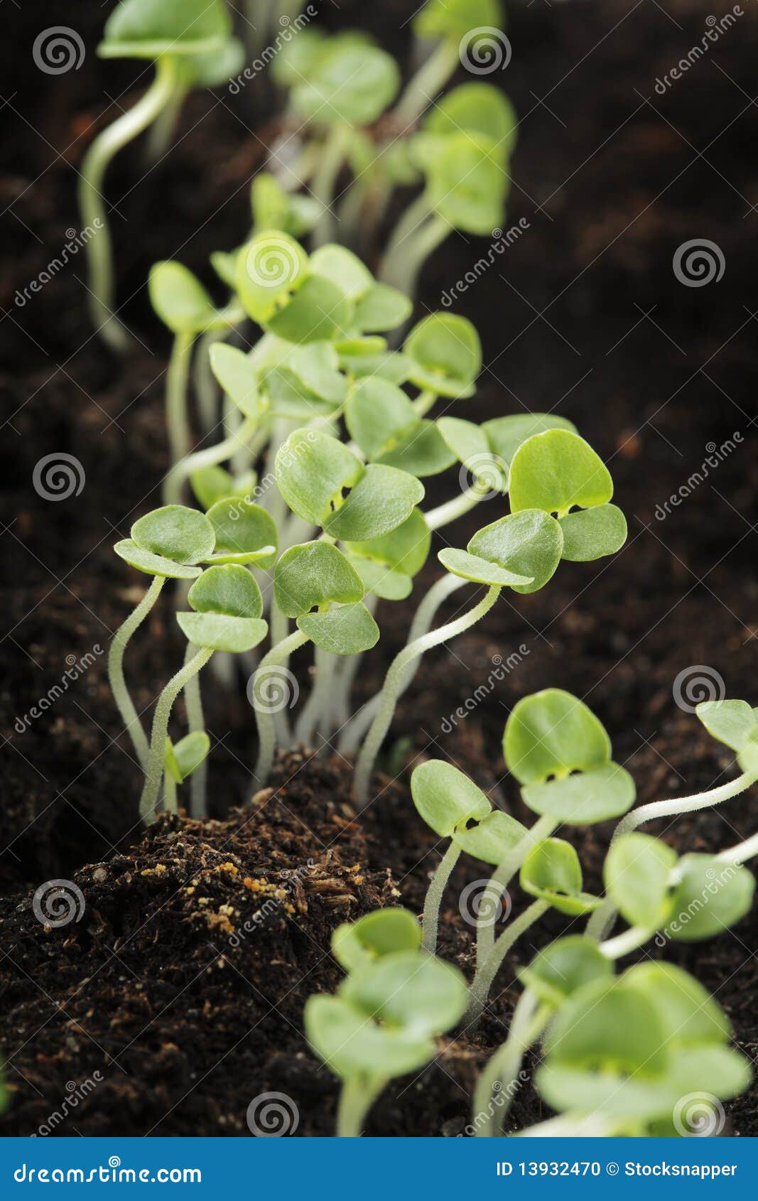 basil seedlings clump together basil seedlings clump together