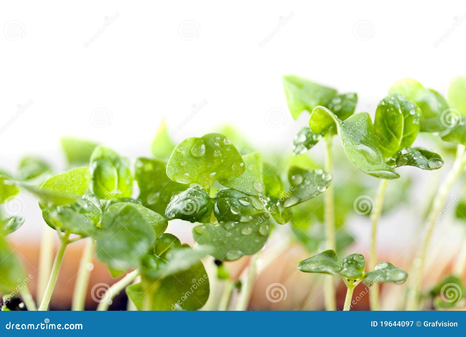 Basil seedlings stock image. Image of environment, herb 19644097