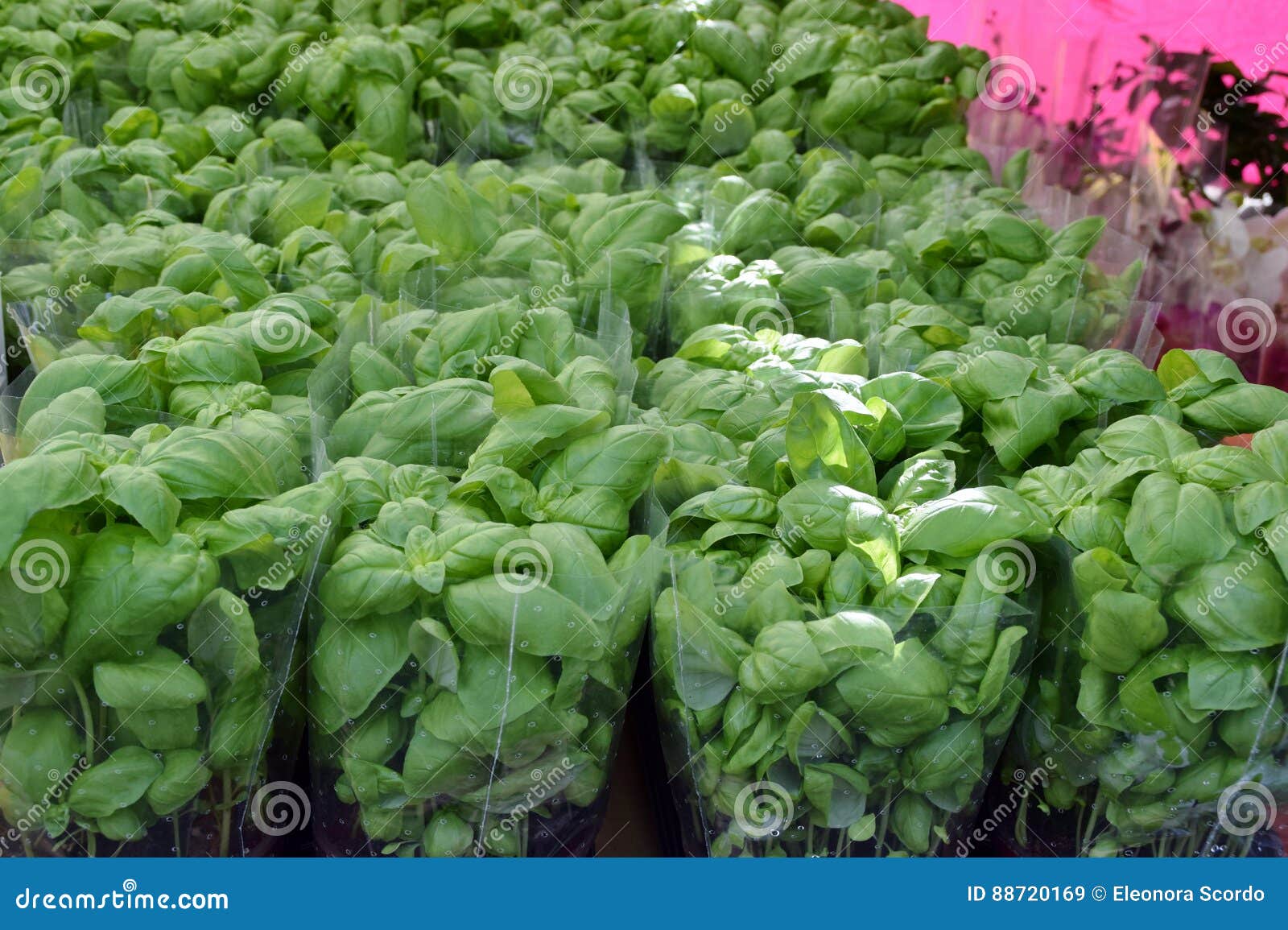 Basil seedlings stock image. Image of flowerpot, garden 88720169