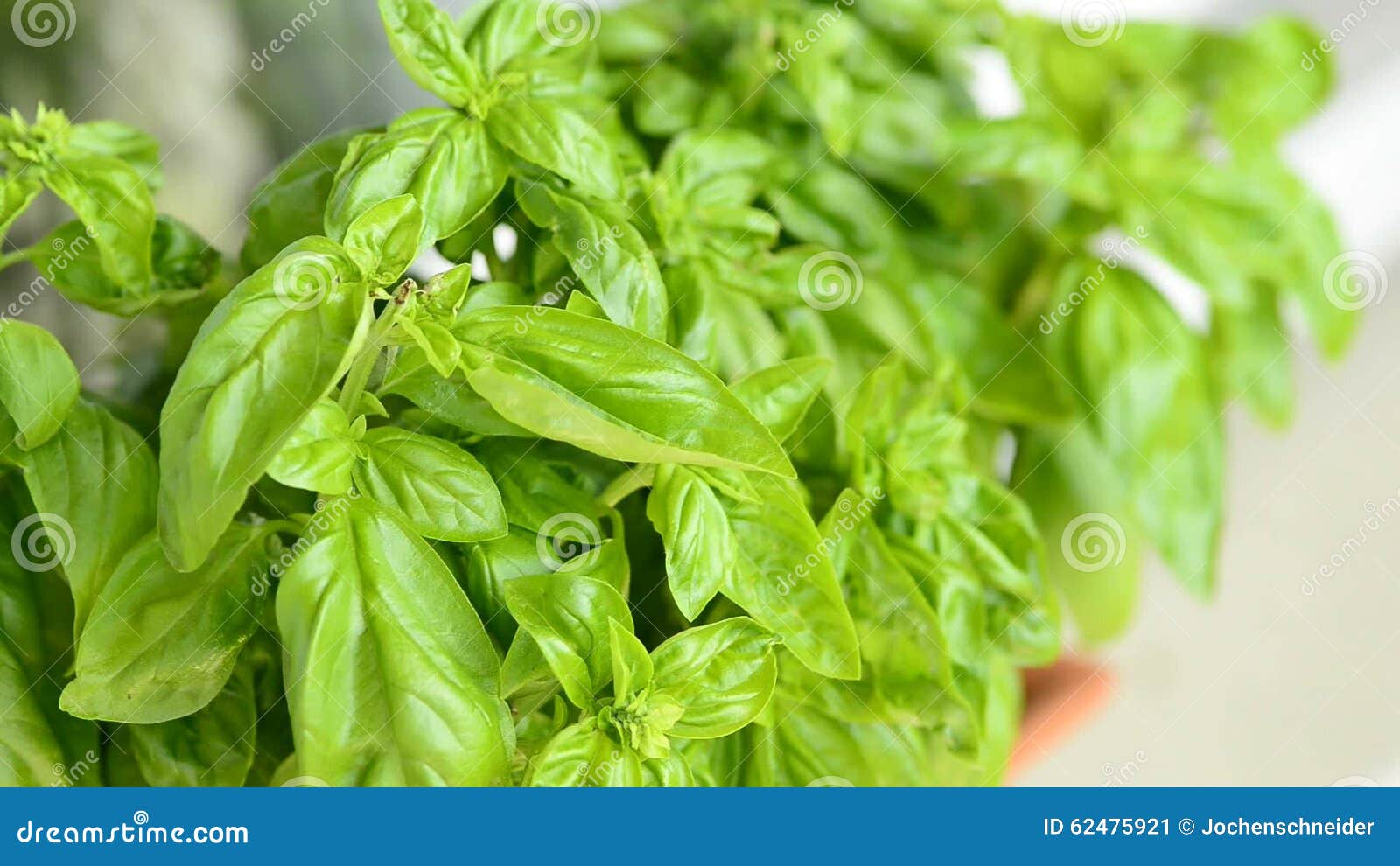 Basil Spice and Medicinal Herb Stock Video Video of basil, foliage