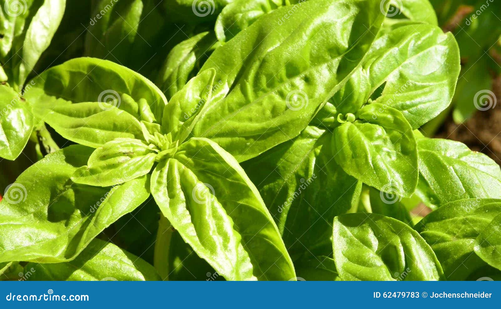 Basil Spice and Medicinal Herb Stock Video Video of medicine, basil