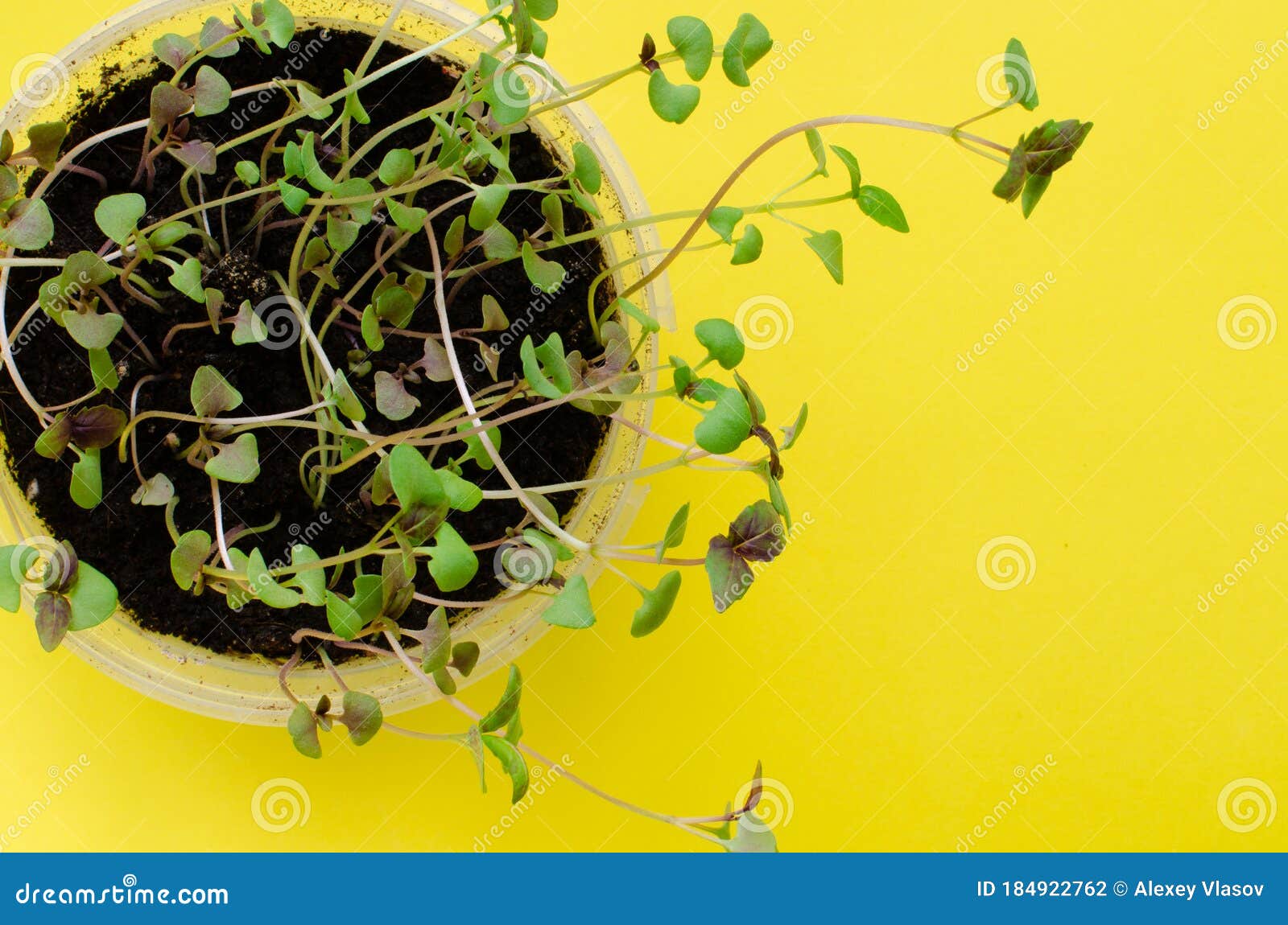 Basil Sprouts on Yellow Background. Basil Seedlings. Top View Stock Photo Image of