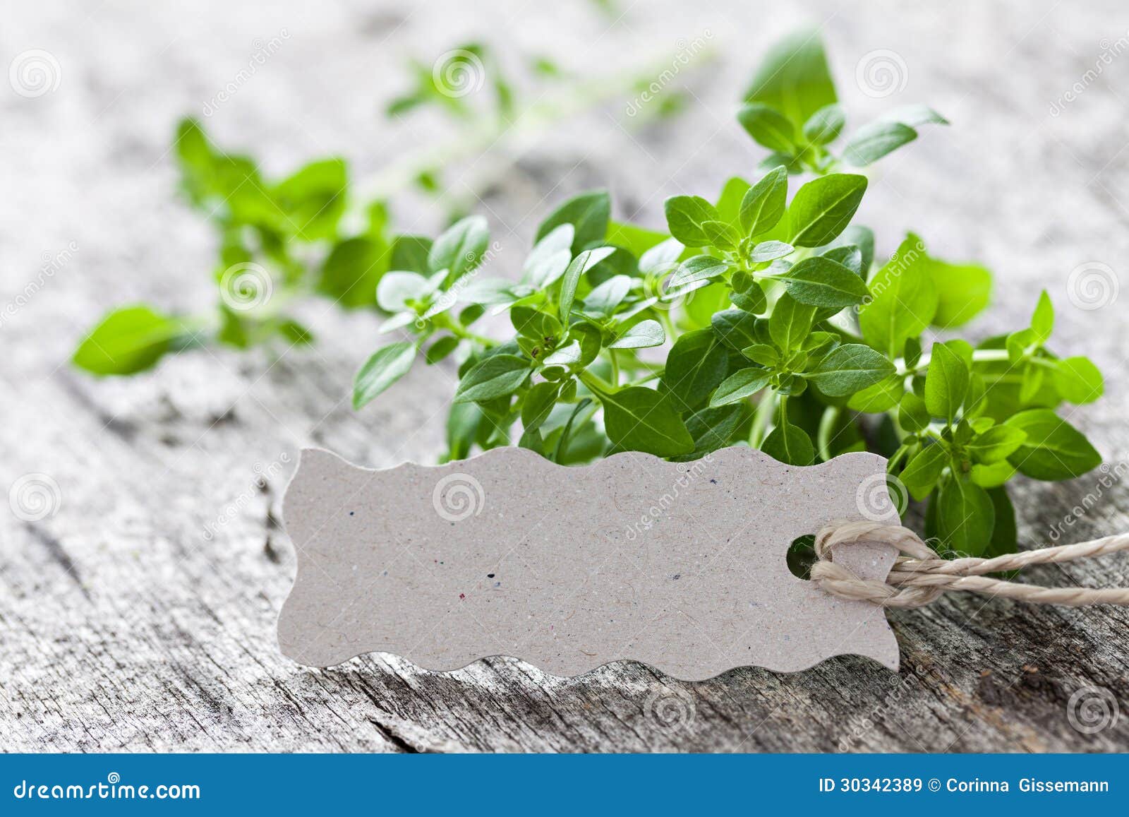 Basil stock image. Image of herbal, green, aromatic, food 30342389