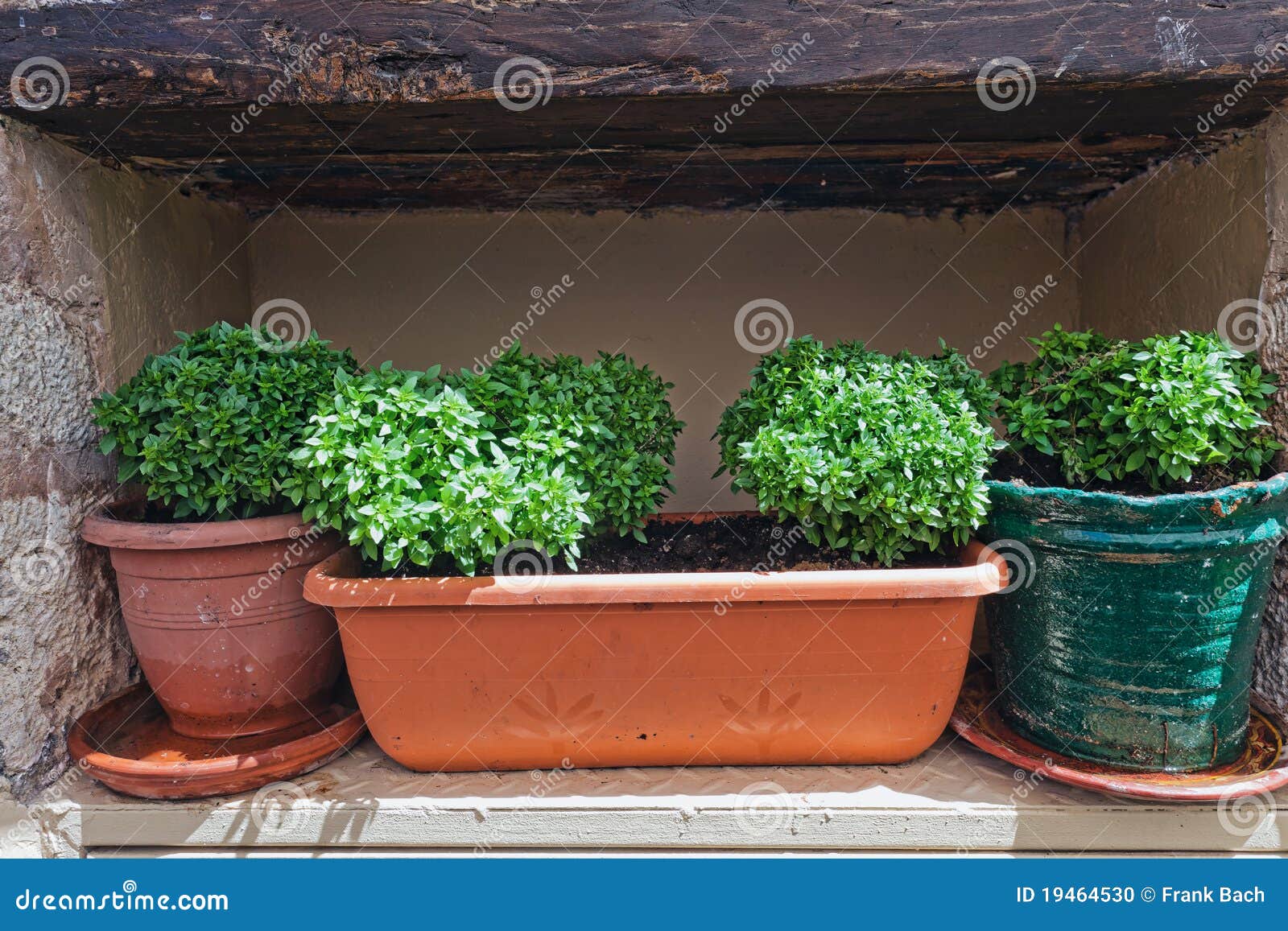 Basil in terracotta pots stock photo. Image of ingredient 19464530