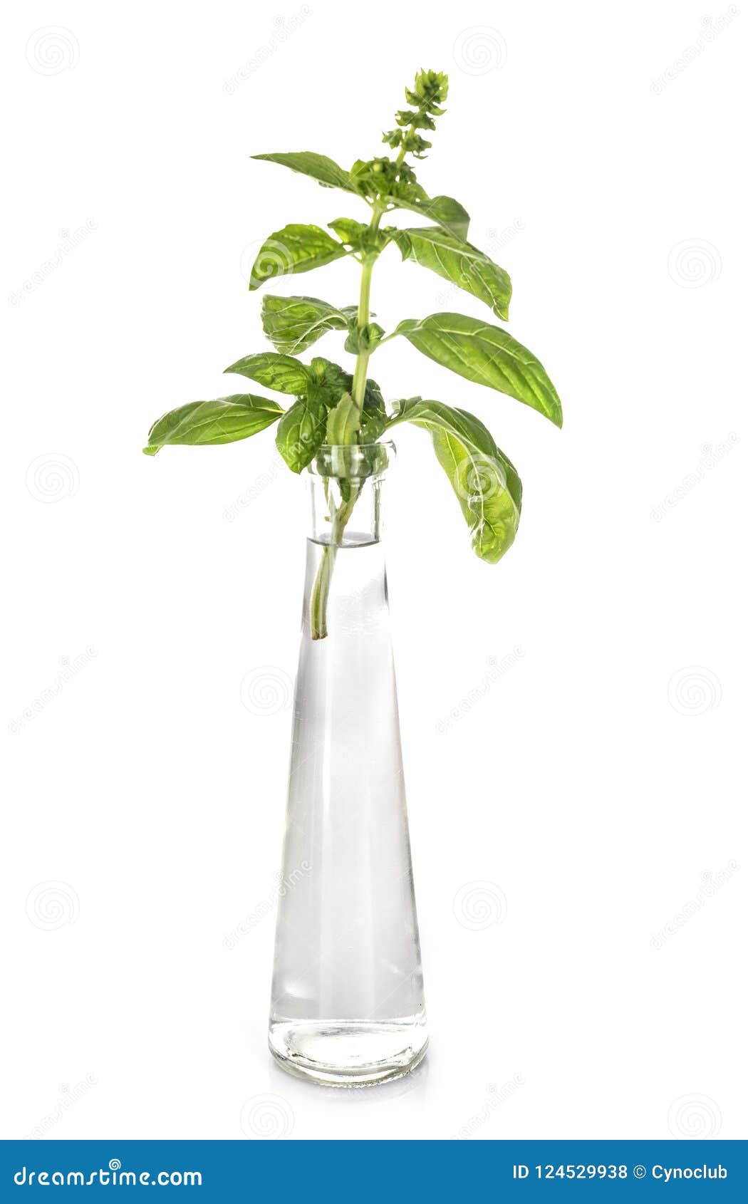 Basil in test tube stock photo. Image of naturel, background 124529938