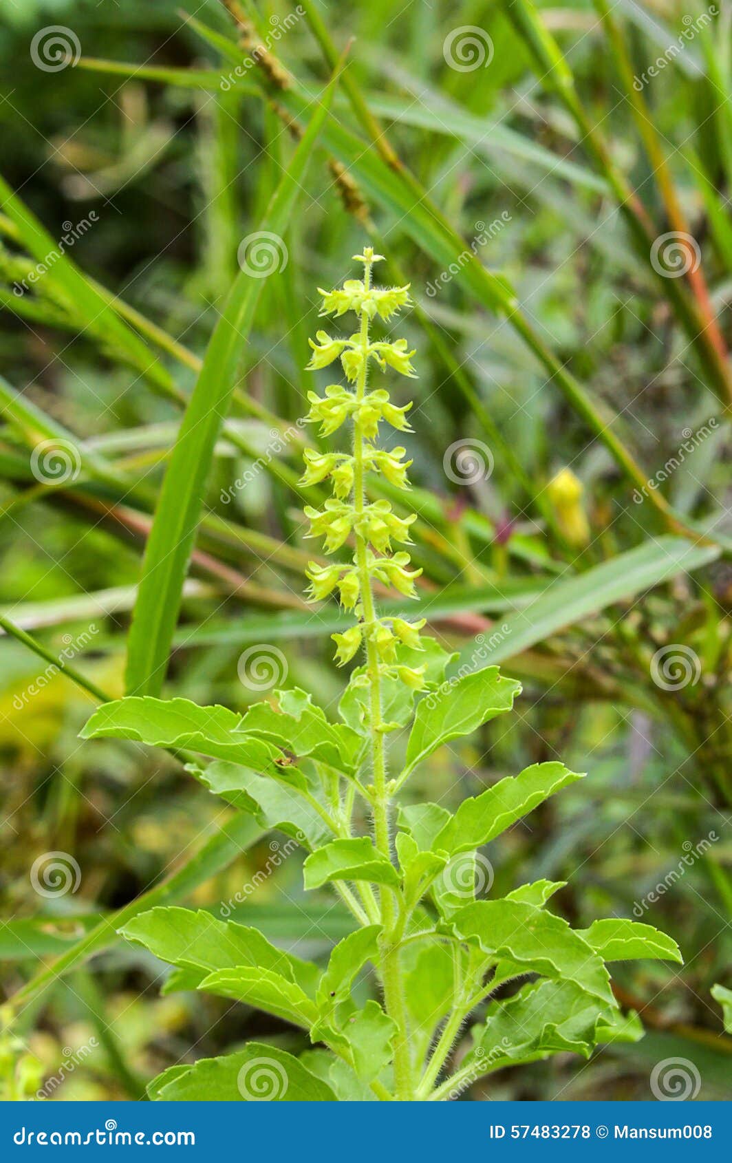Basil tree stock photo. Image of tree, vegetable, garden 57483278