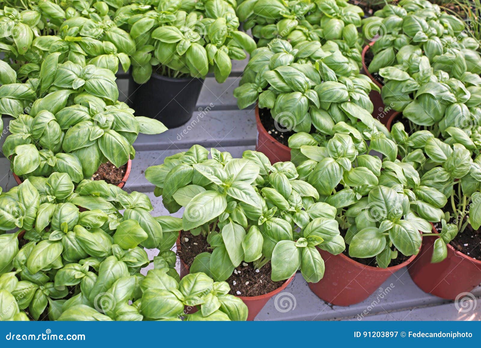 Basil is the Typical Aromatic Plant of Mediterranean Cuisine Stock