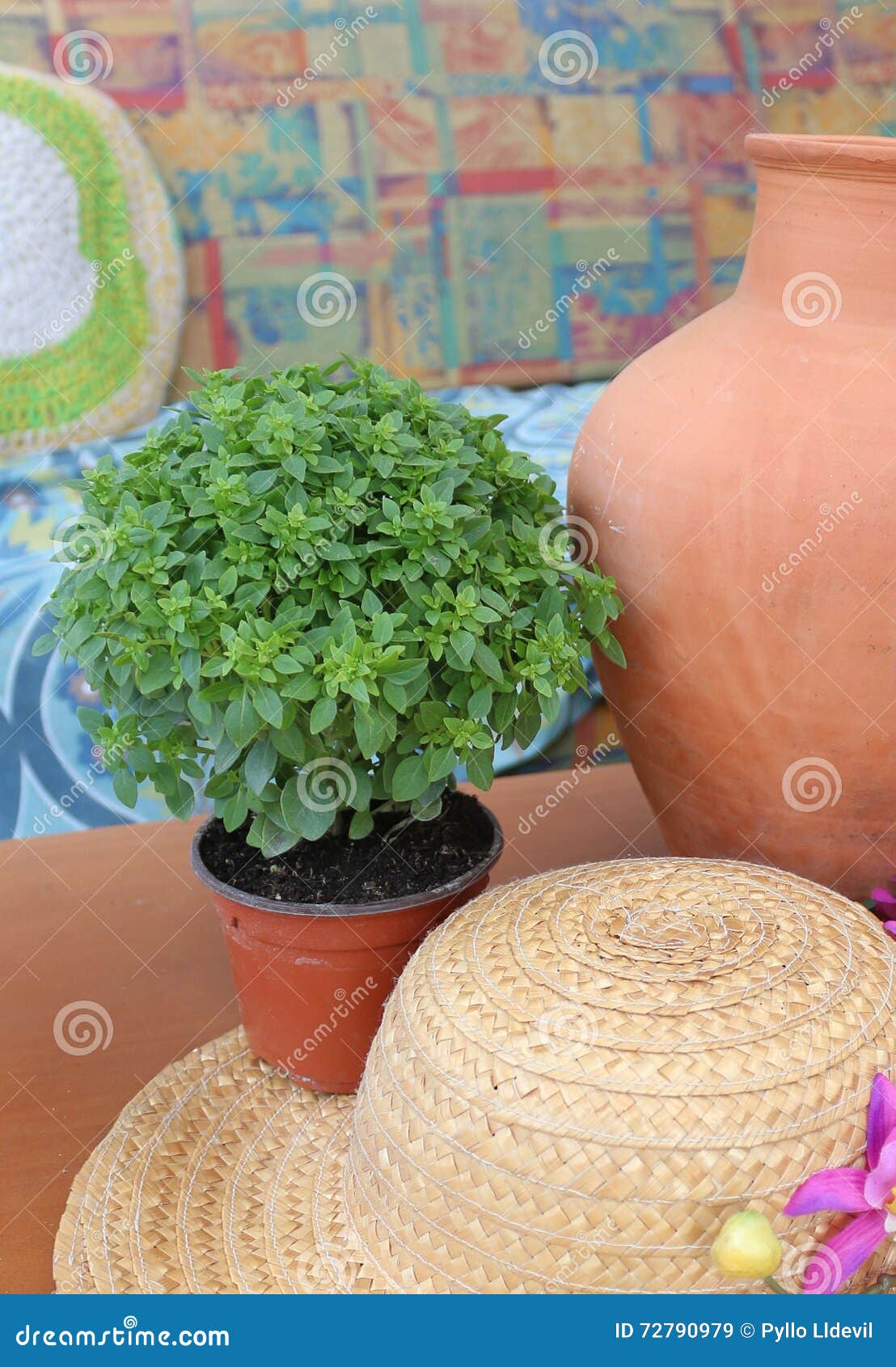 Basil stock image. Image of saints, green, valey, background 72790979