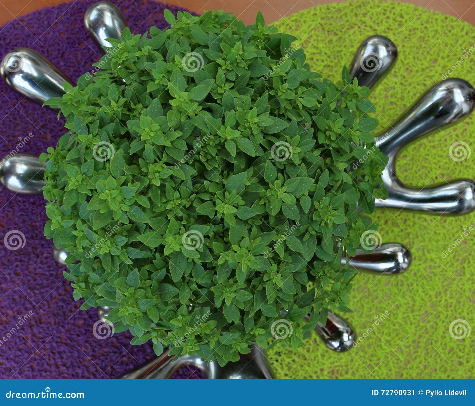 Basil stock image. Image of saints, typical, surrounded 72790931