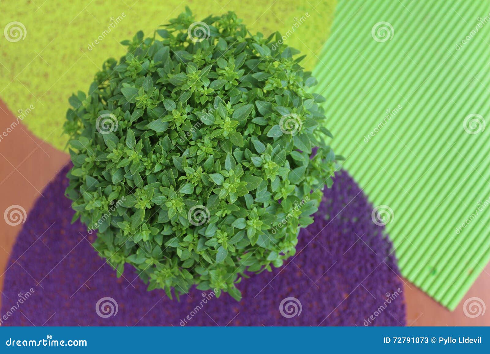 Basil stock image. Image of typical, abstrat, portuguese 72791073