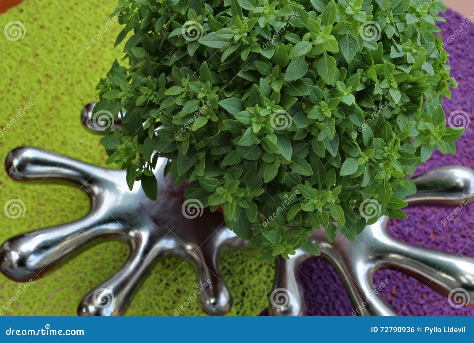Basil stock photo. Image of saints, beautiful, herbs 72790936