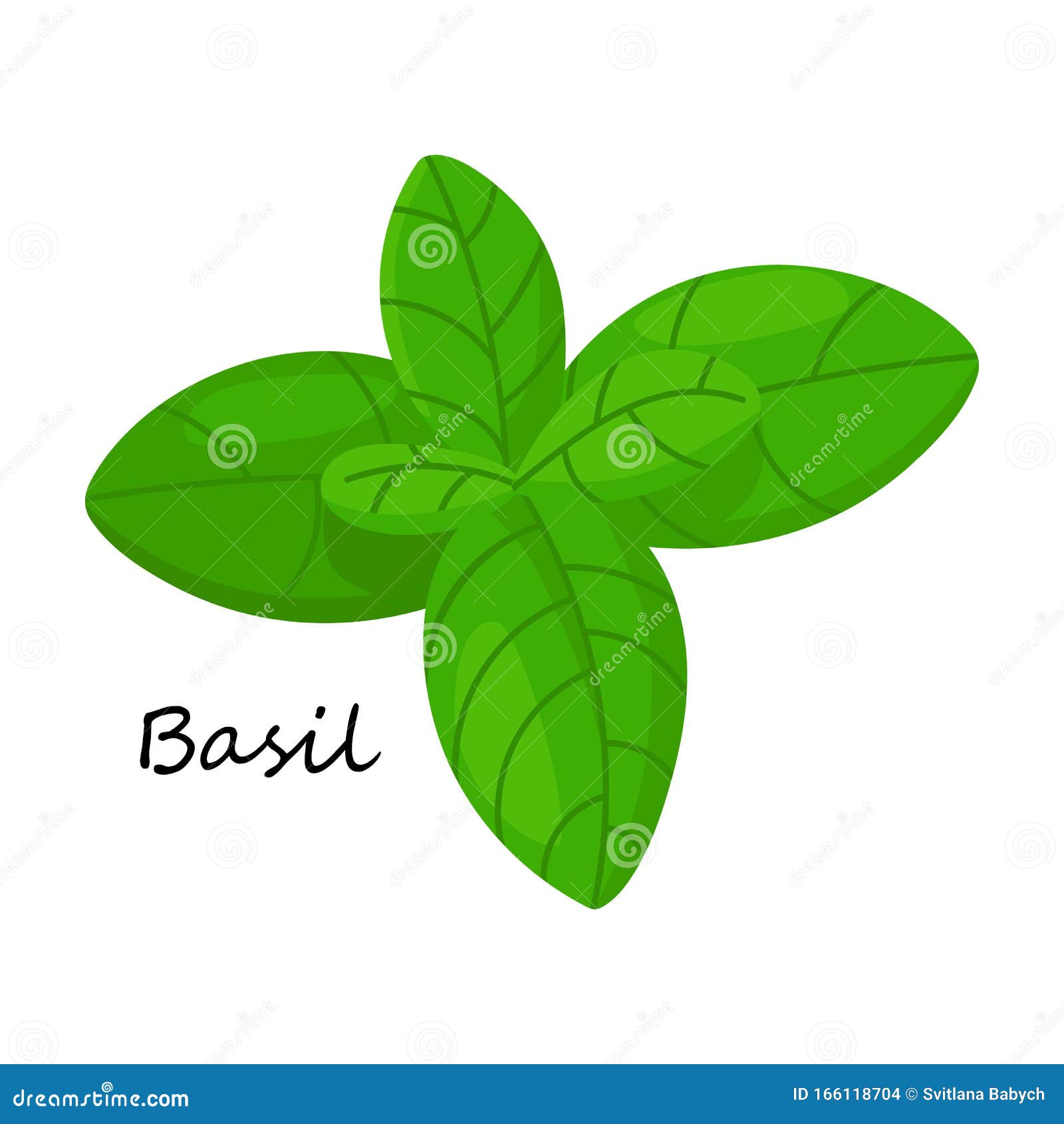 Basil Vector Icon.Cartoon Vector Icon Isolated On White Background