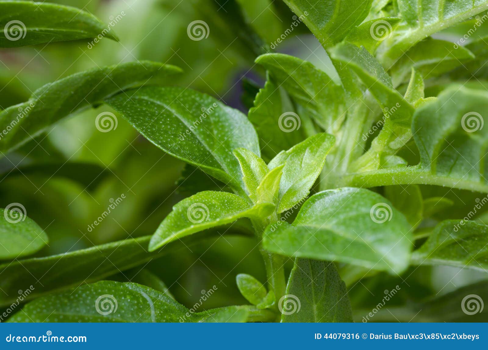 Basil stock photo. Image of basil, leaf, garden, vegetable 44079316