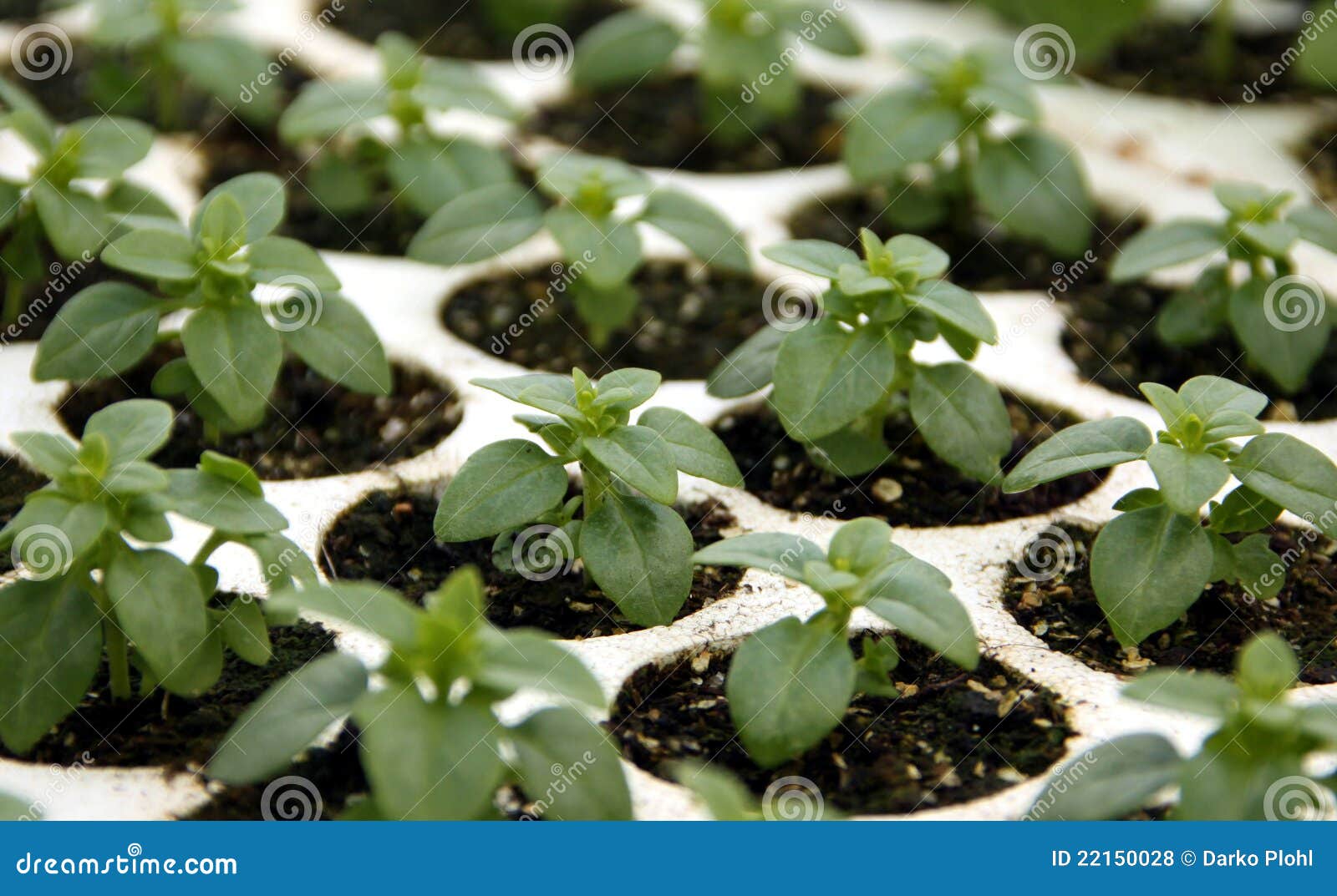 Basil young plants stock photo. Image of seed, seedlings 22150028
