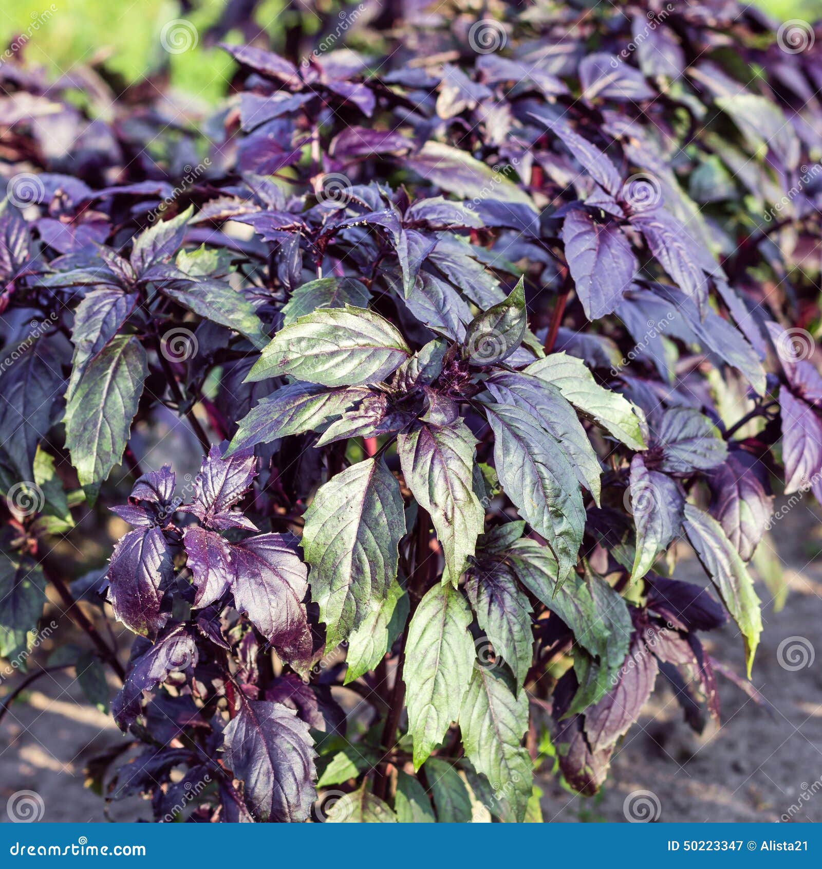 Semi Di Basilico Viola Aromatico - Pianta Decorativa E Da Cucina - Confezione Da 30cm - Foto 11