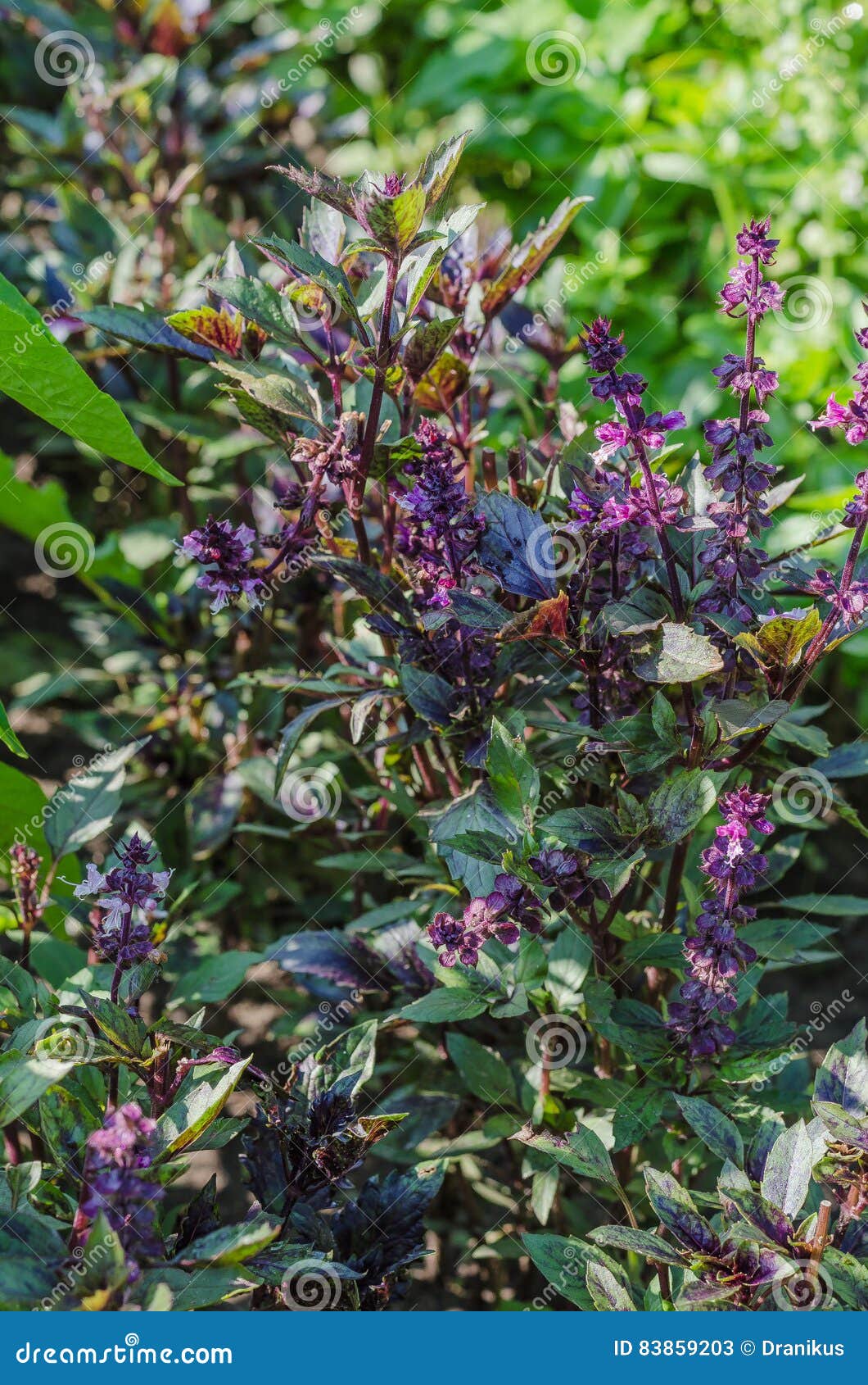 Basilikum Grun Purpur Kopfsalat Blatt Garten Farbe
