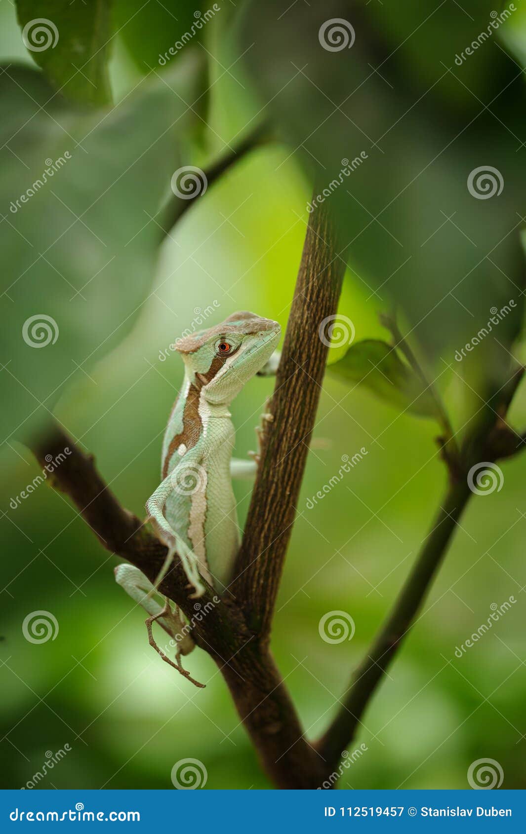 basilisk . lizard on branch. closeup view to laemanctus serratus. mexican dragon
