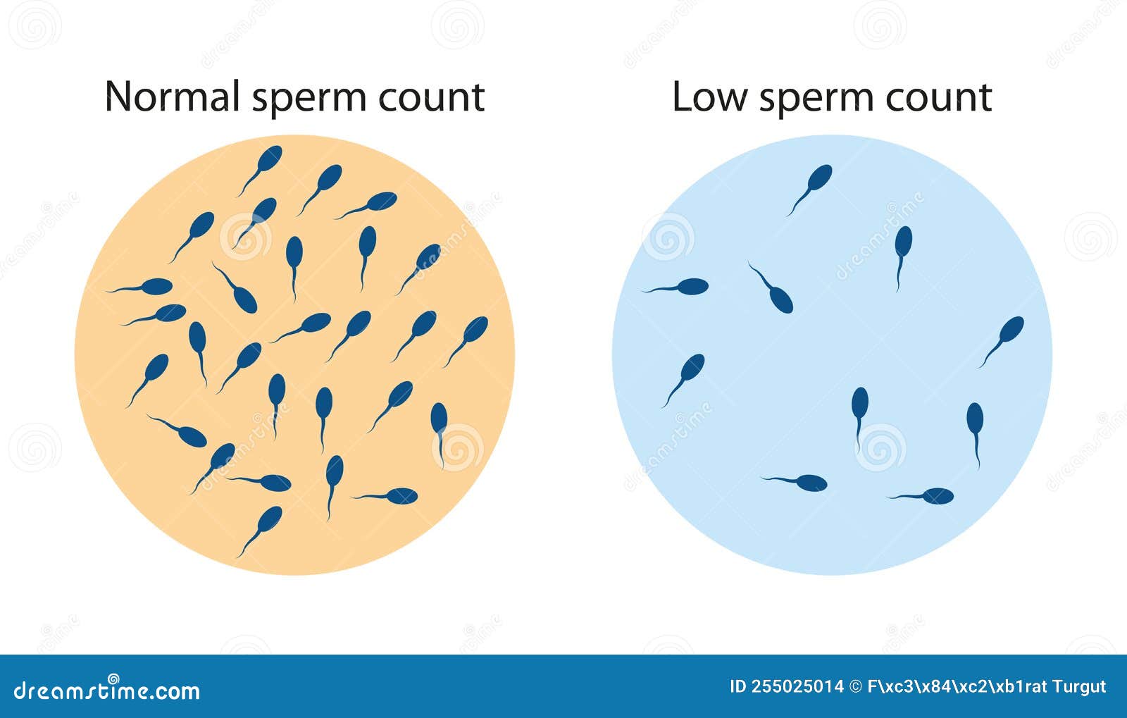 Normal and low sperm count stock vector. Illustration of vector 255025014