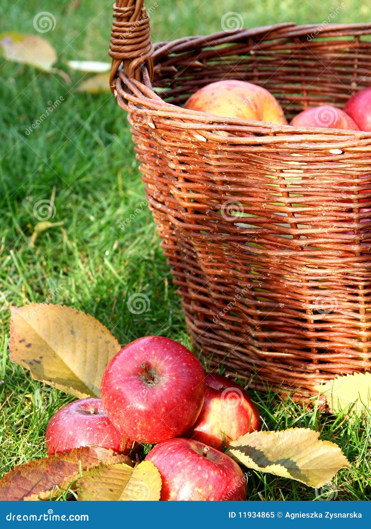 Basket with apples stock image. Image of gardening, orchard 11934865