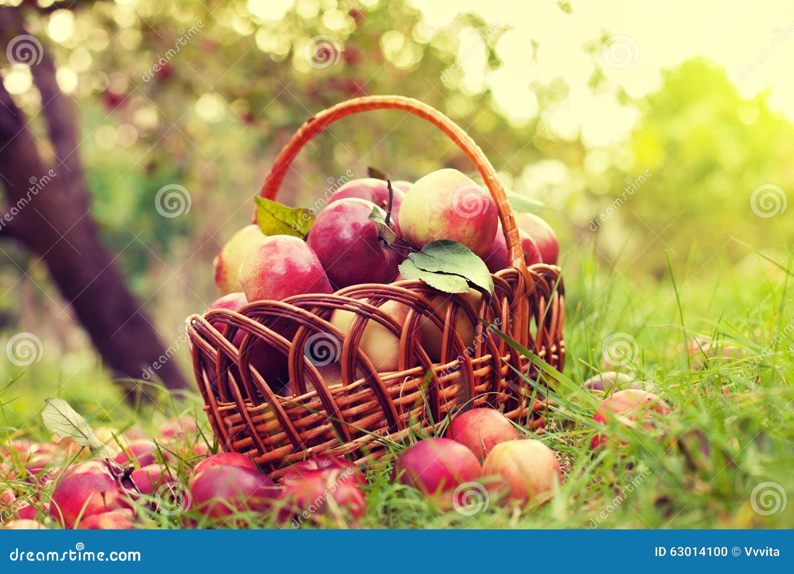 Basket with Apples on the Grass Stock Photo Image of growth, fresh