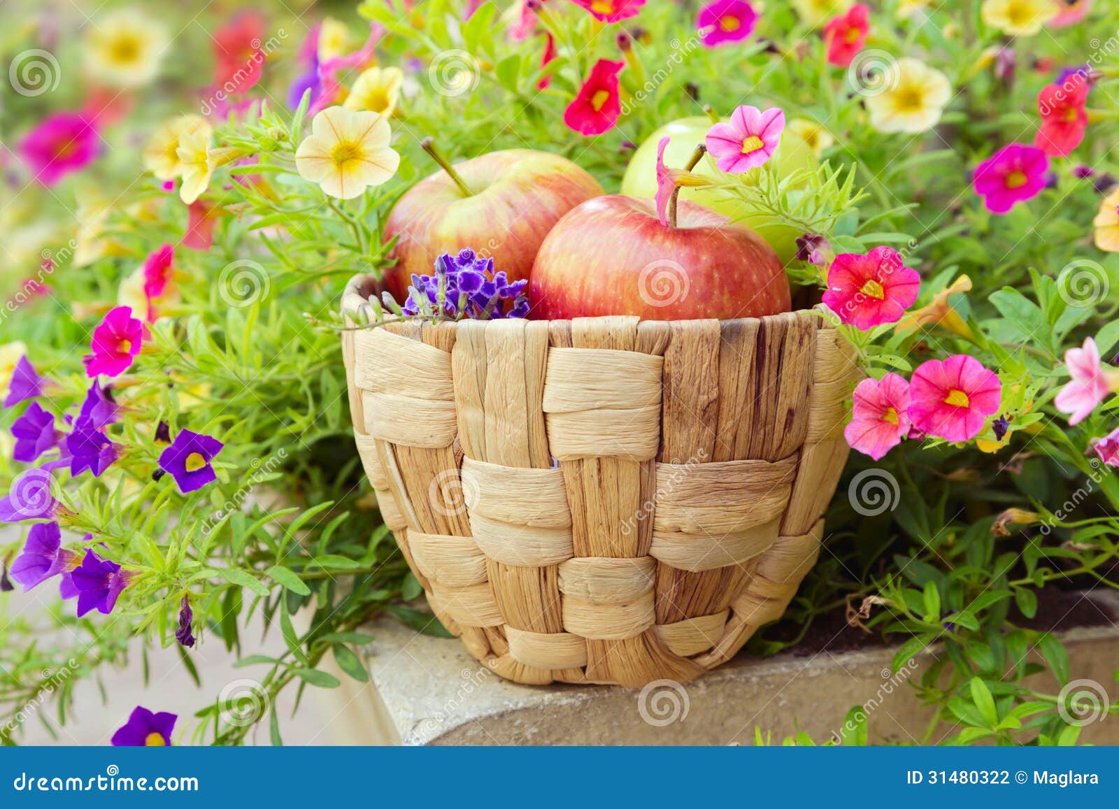 Basket with Apples Inside a Beautiful Flower Garden Stock Photo Image