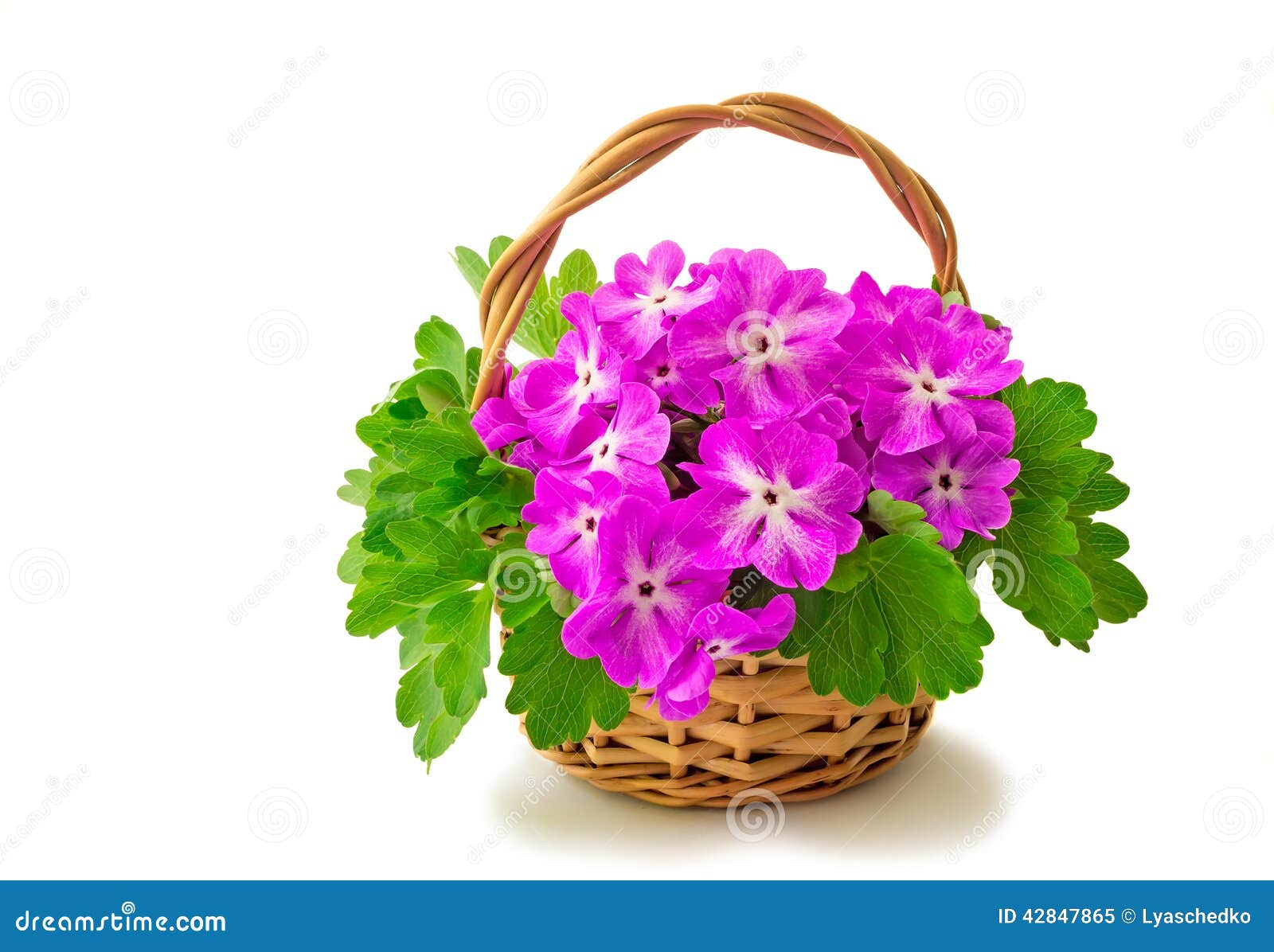 Basket with Blossoming Violets on a White Background. Stock Image