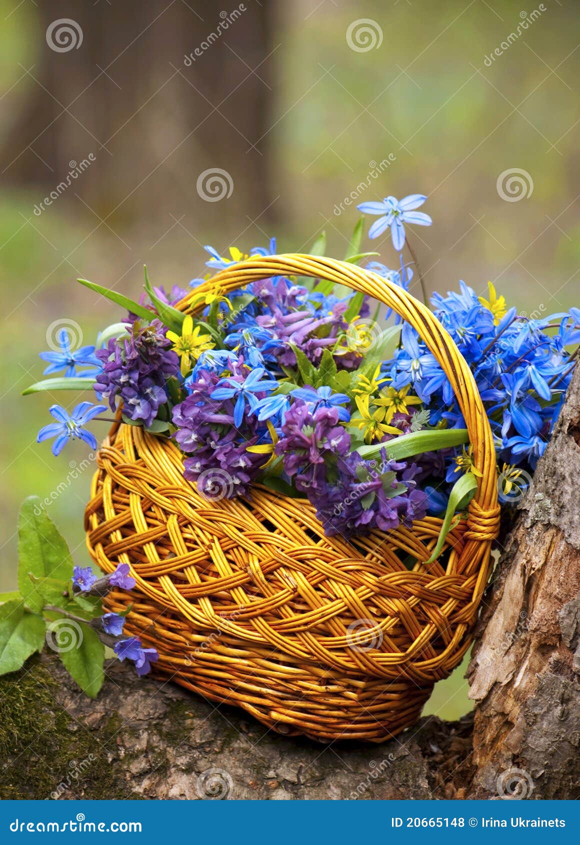 Basket bouquet stock photo. Image of floral, beauty, leaf 20665148