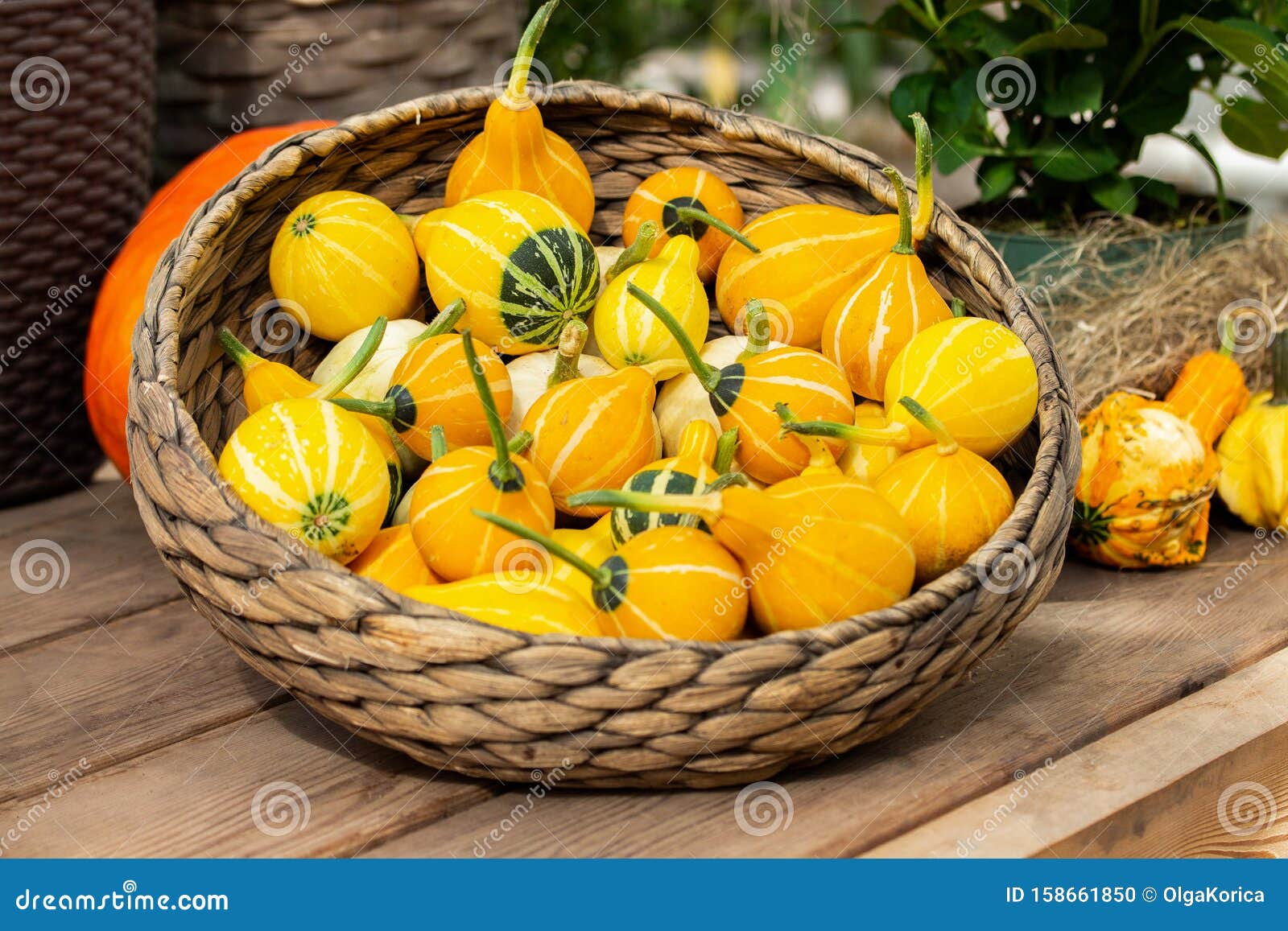 basket with decorative pumpkins kleine bicolor, pear-d two-color ripe pumpkin in a wicker bowl on a harvest festival