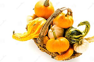 Mini Pumpkins Stock Photo Image Of White Vegetable 285797578 Mini Pumpkins Stock Photo Image Of White Vegetable 285797578