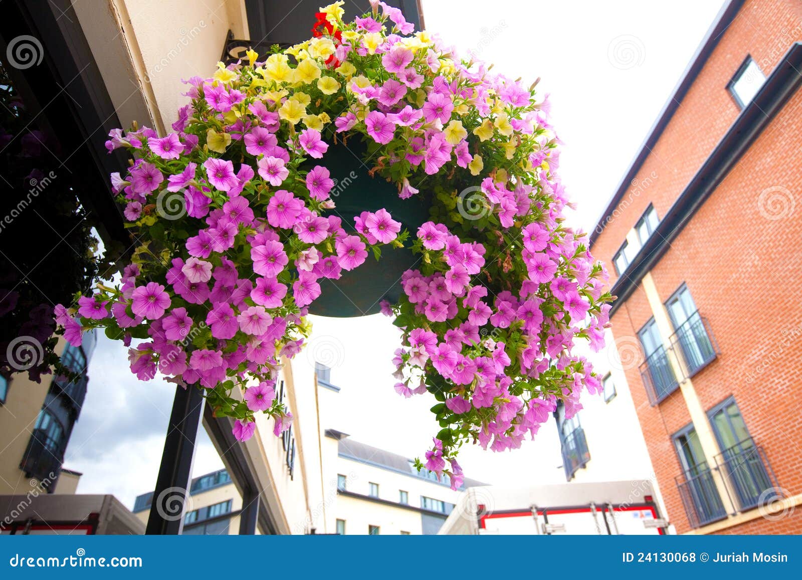 Basket Filled with Trailing Azaleas Stock Photo Image of decoration