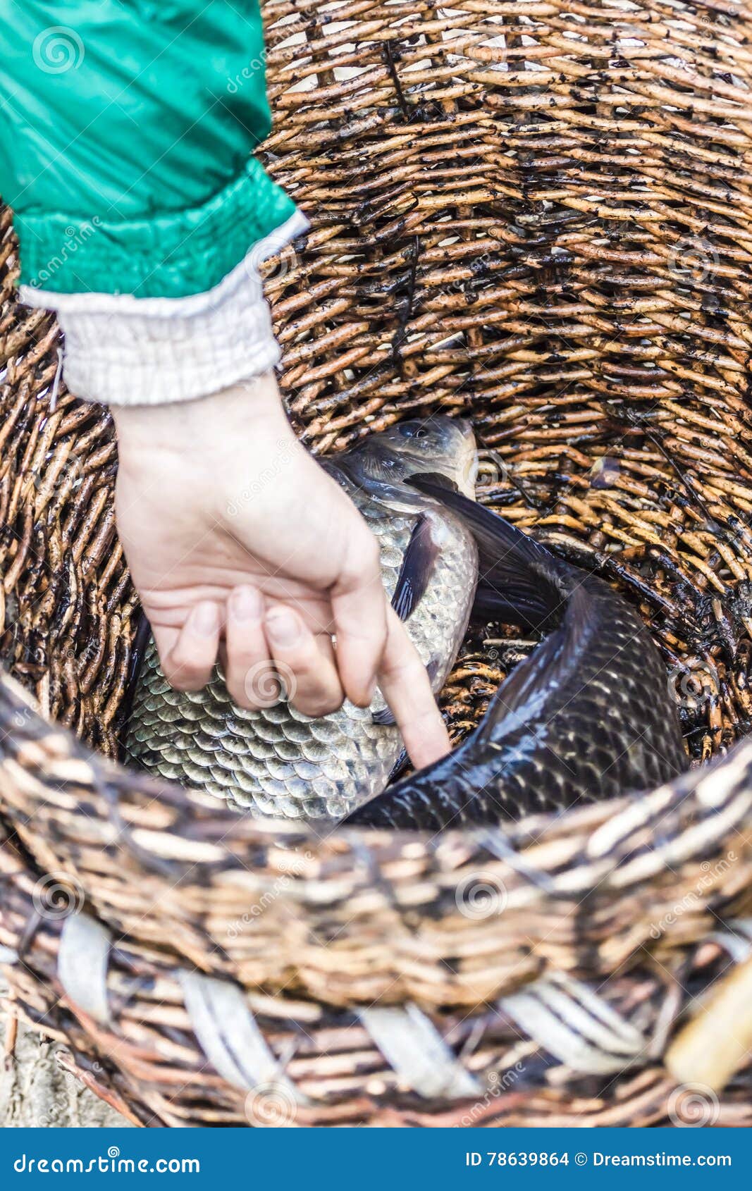Basket Fish Traps Stock Photography 50694836