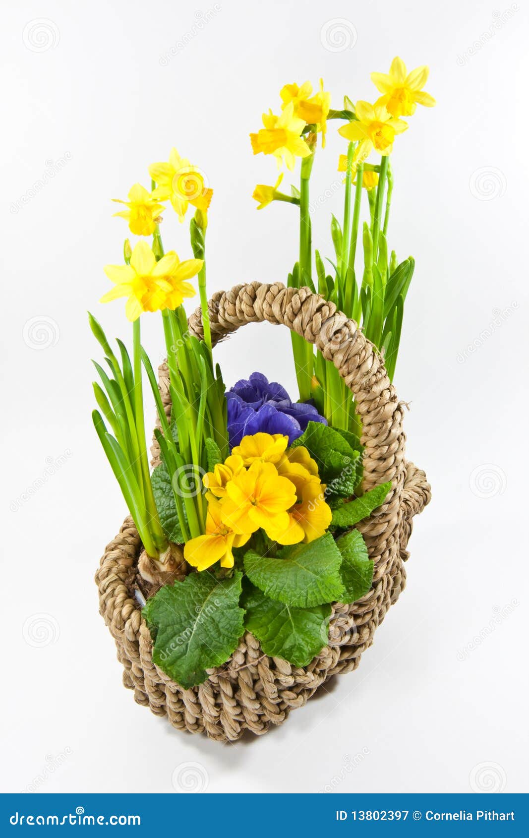 Basket with flowers stock image. Image of spring, studioshot 13802397