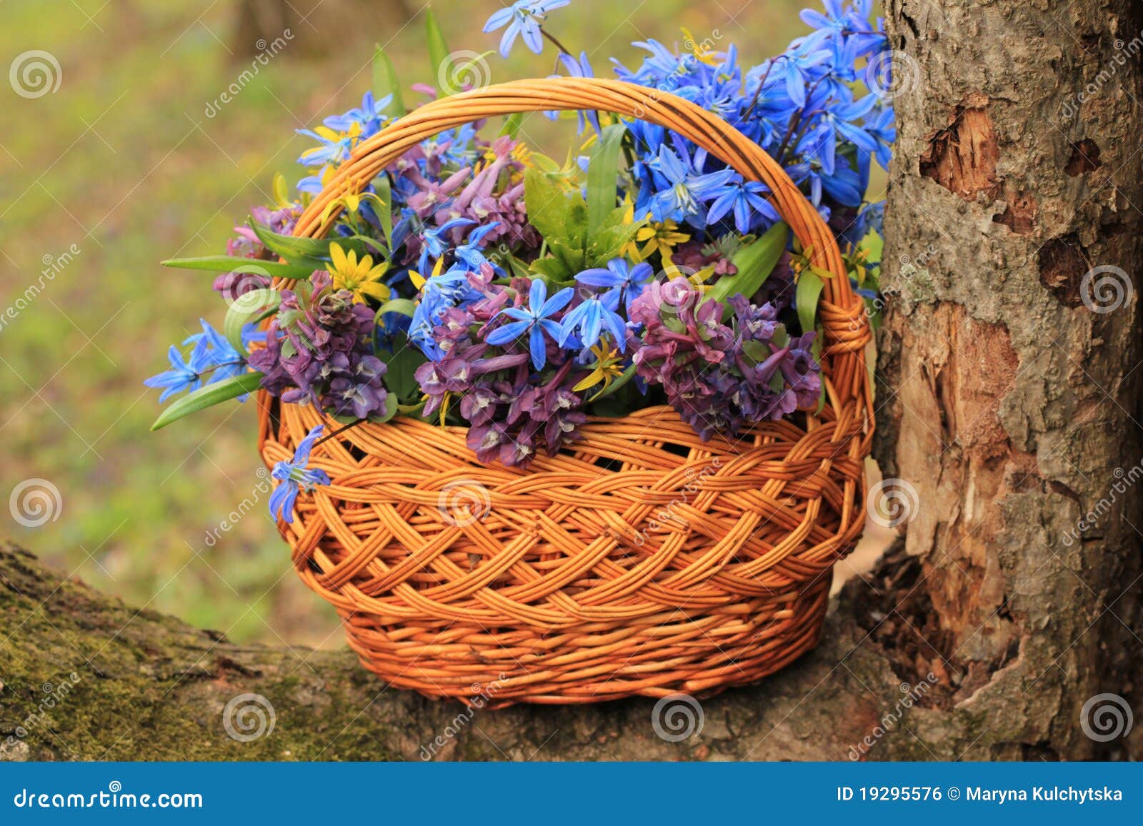 Basket of Flowers in the Forest Stock Photo Image of green, bouquet