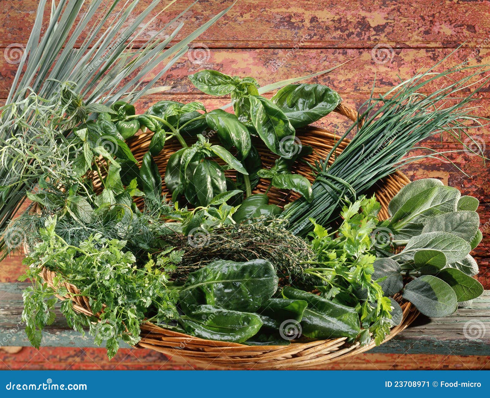 Basket of fresh herbs stock image. Image of garden, sage 23708971