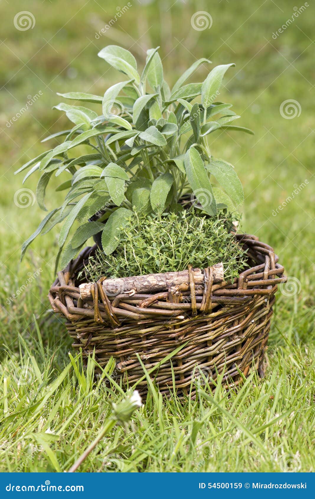 Basket with fresh herbs stock image. Image of basket 54500159