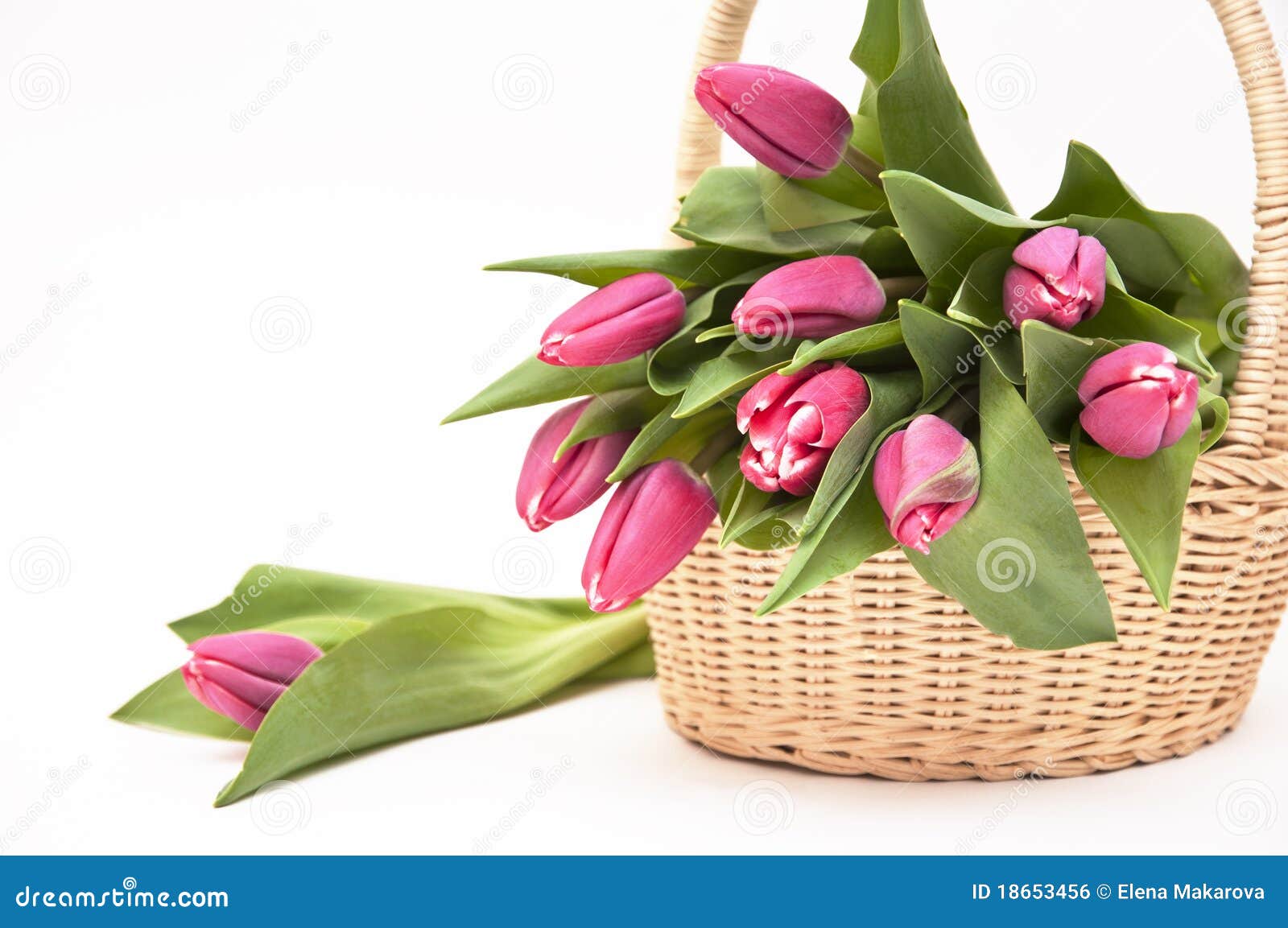 Basket full of fresh tulip stock photo. Image of open 18653456
