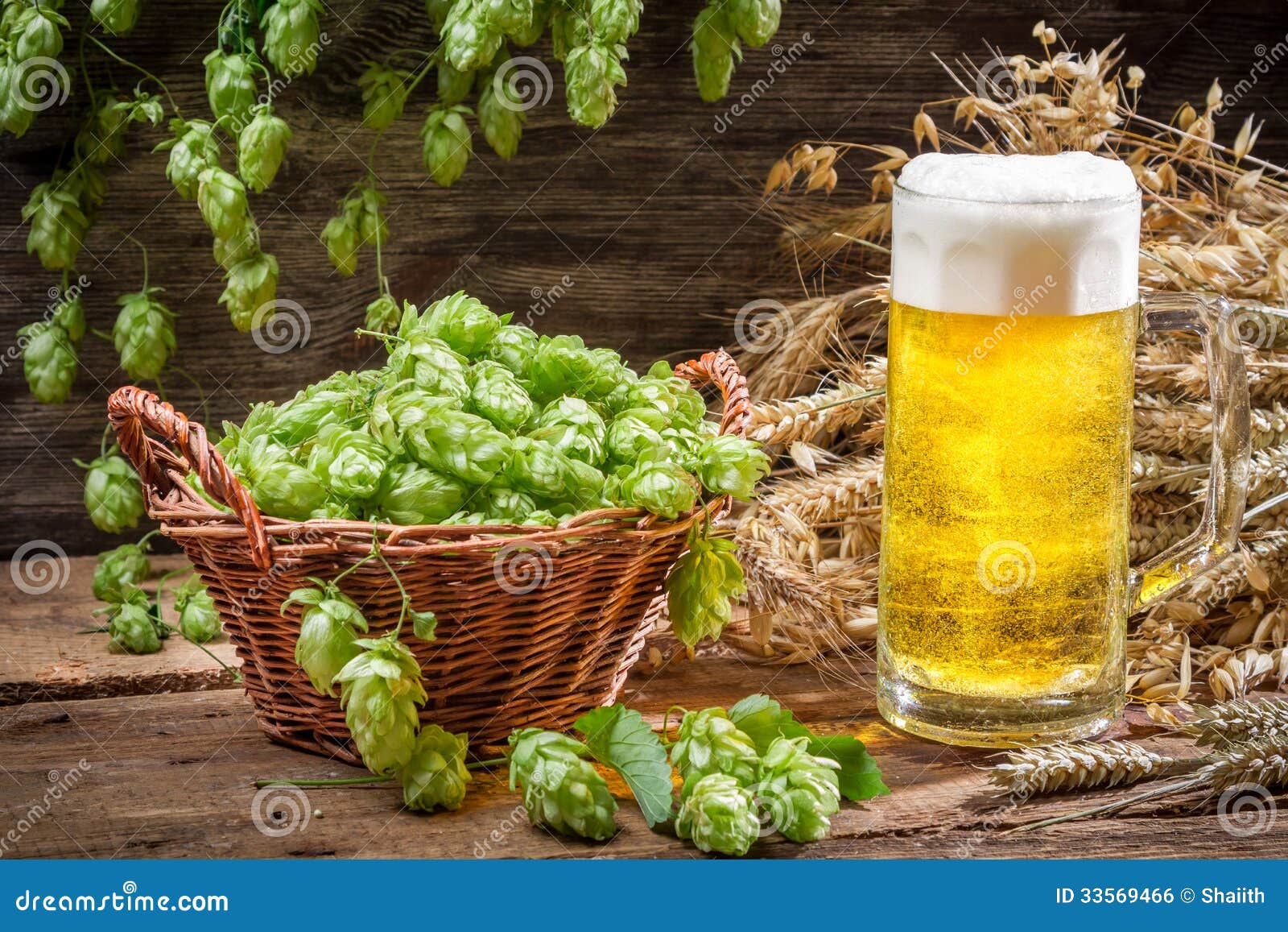 Basket Full of Hops and a Cold Beer Stock Photo Image of froth