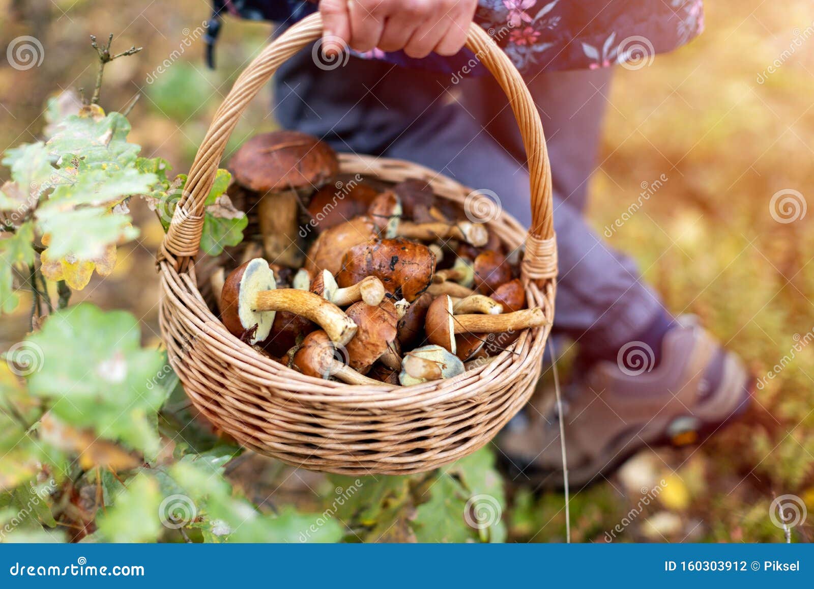 picking mushrooms in the woods