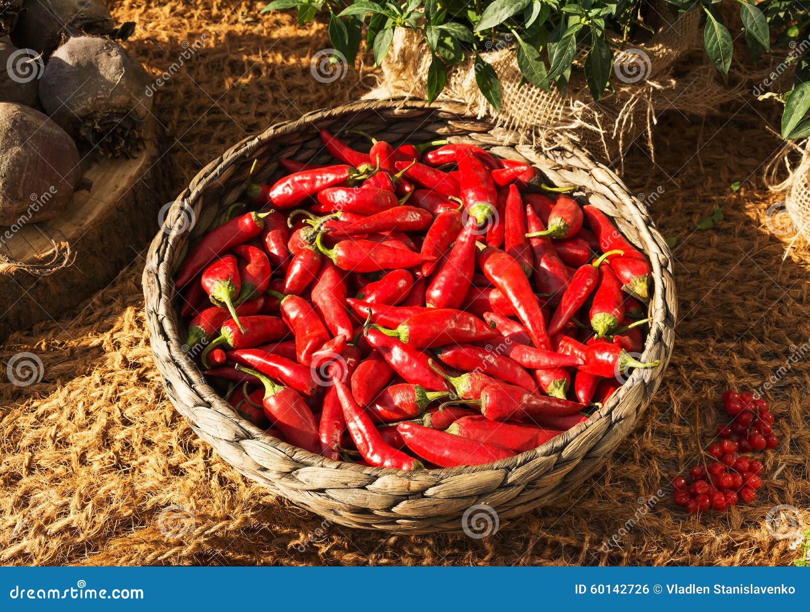 Basket Full of Red Chili Peppers Stock Photo Image of autumn