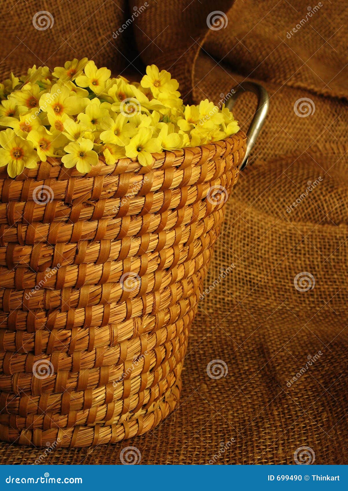 Basket Full of Yellow Primrose Blossoms Stock Photo Image of full